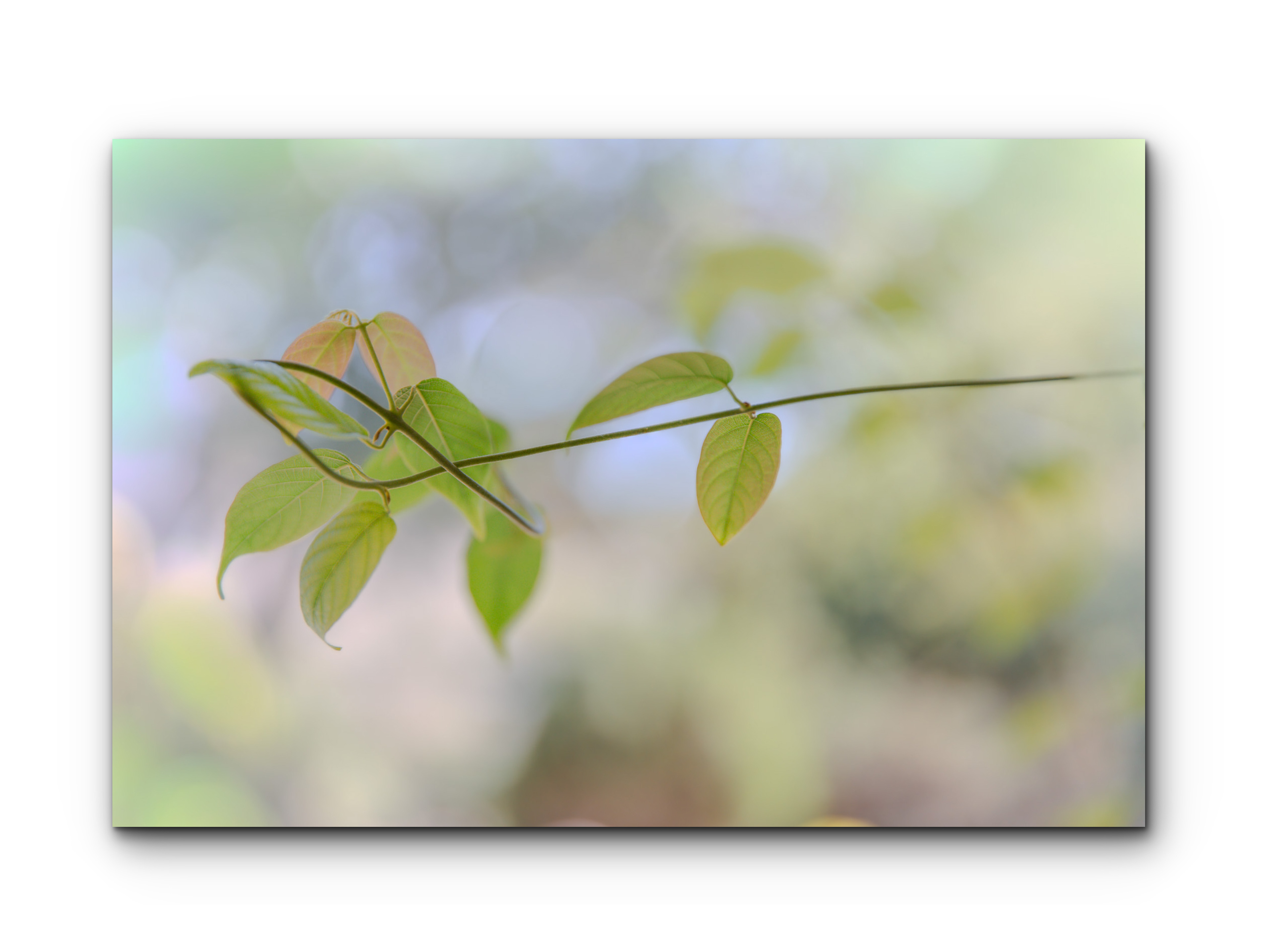 006 | Gentle Green | 5K Resolution HQ | Open Edition