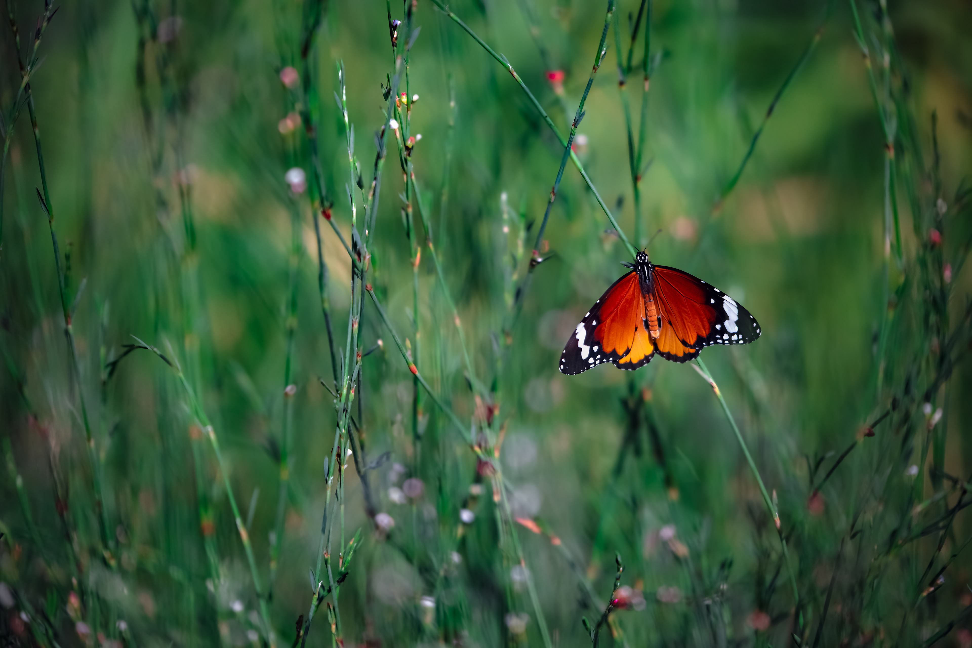 Cat. N021 | “Red Admiral” | 10K HQ | 10496×7024 | $120