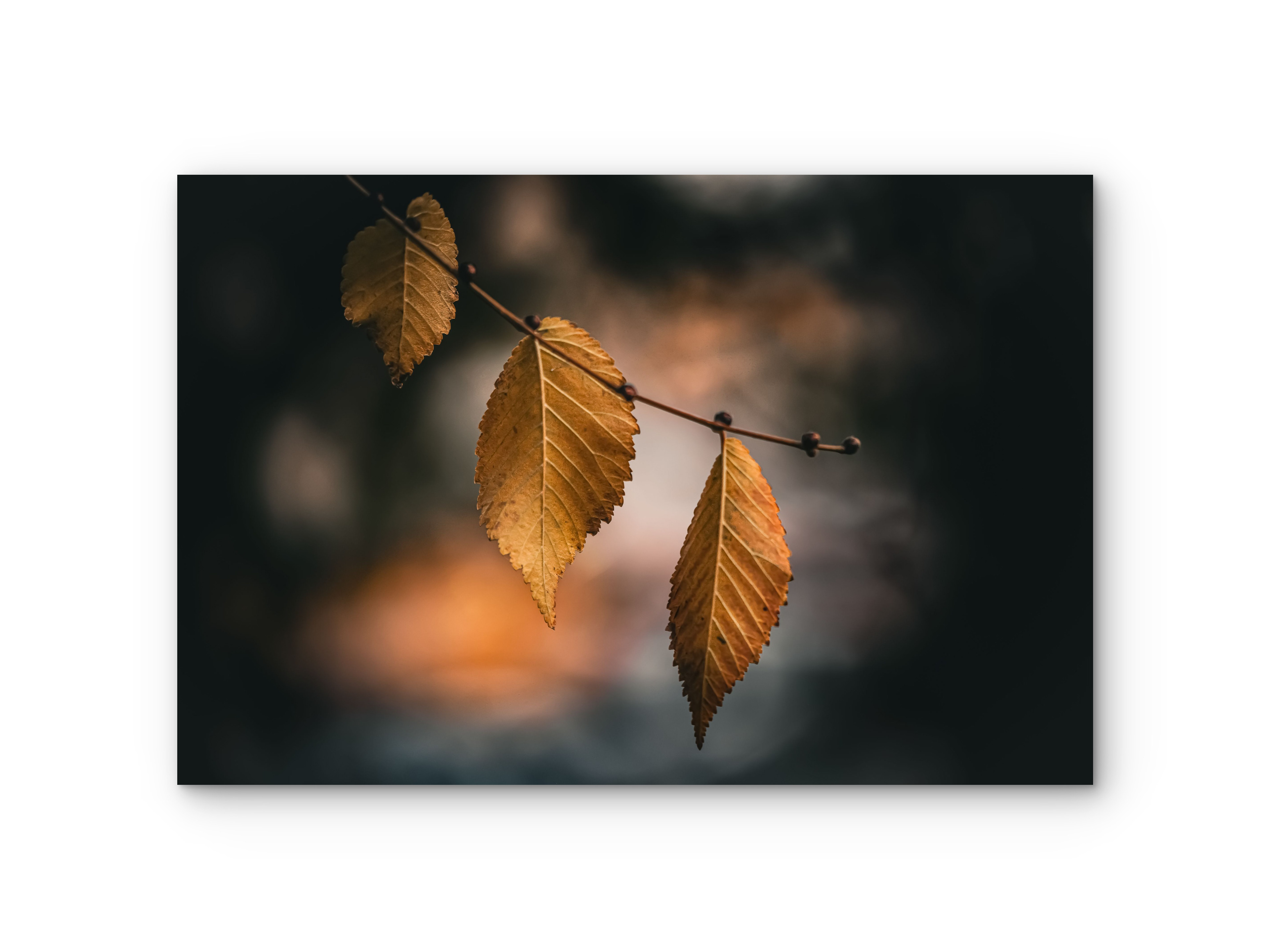 500 | Autumn | 5K Resolution HQ | Open Edition