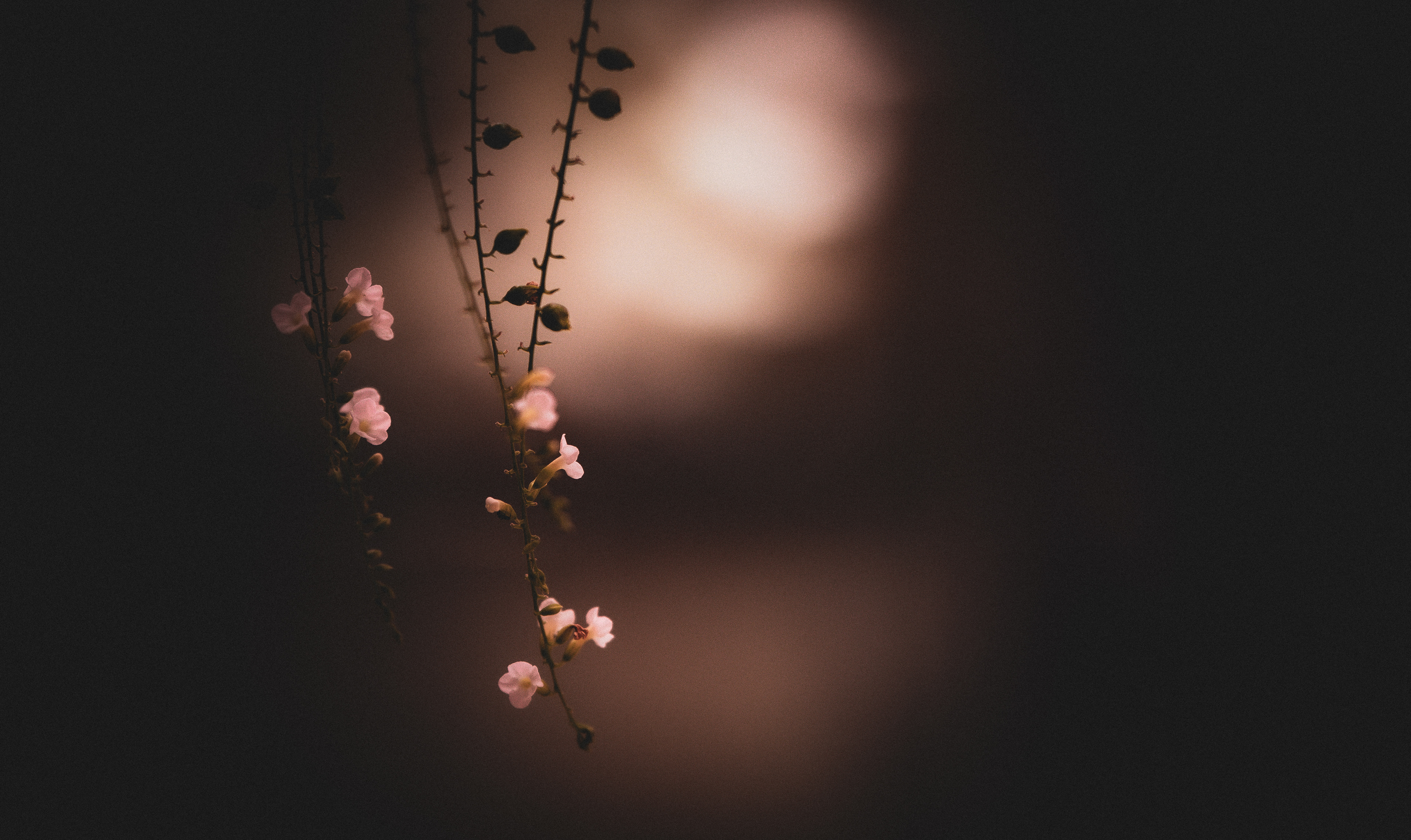 Cat. N005 | “Soft Light” | 10K HQ | 10496×7024 | 