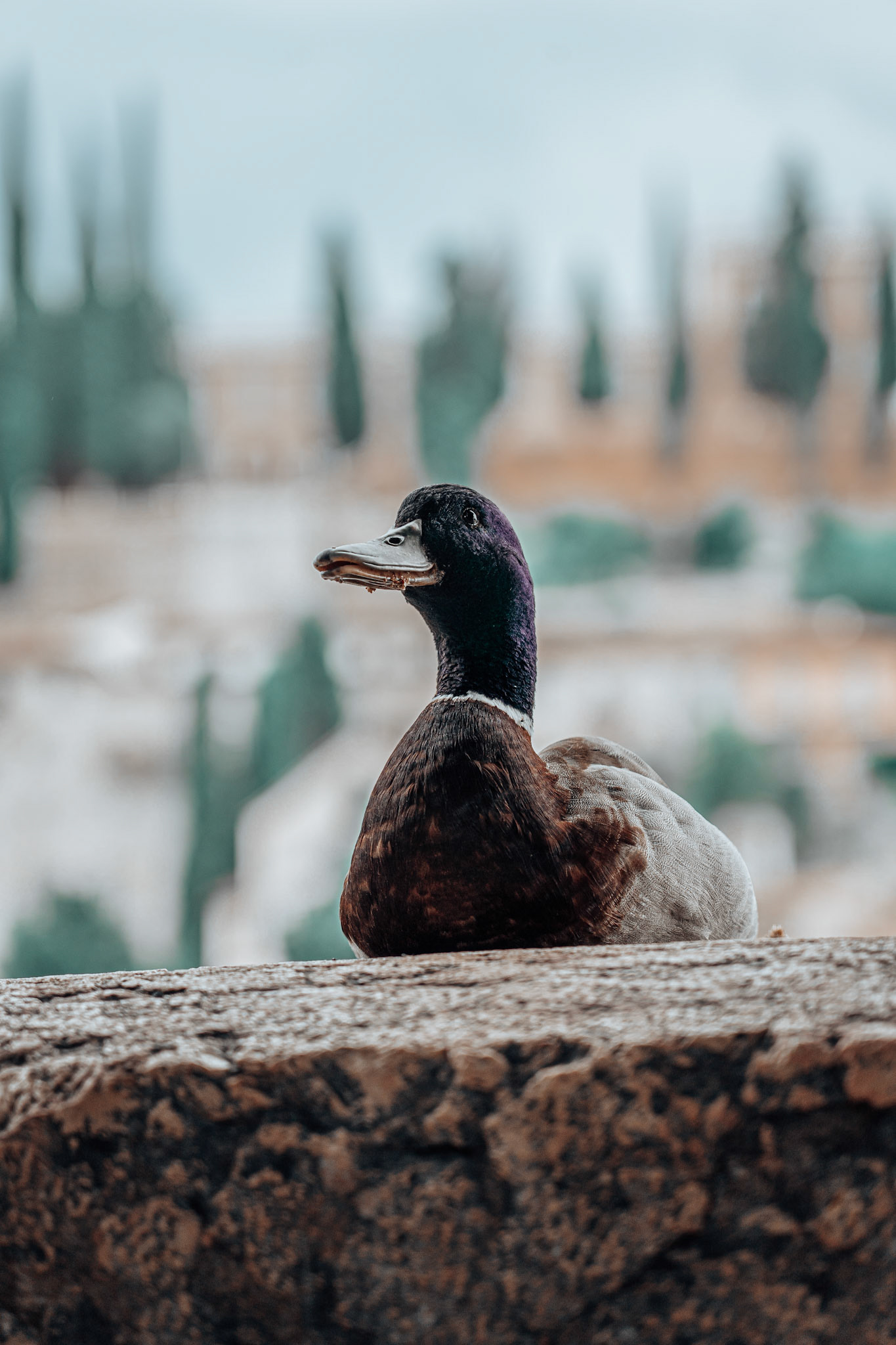 Duck seen in Verona, Italy