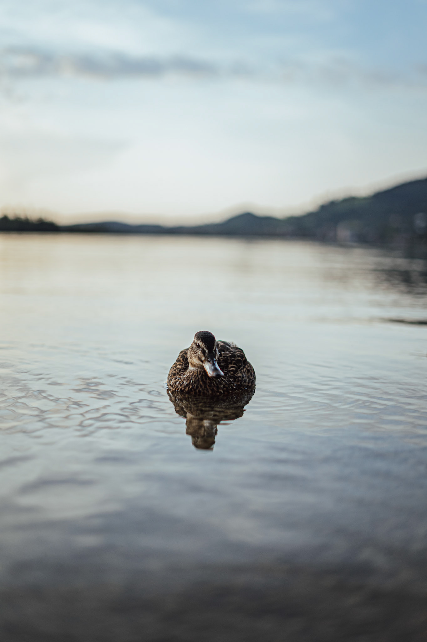 Lonely duck swims on the lake Schliersee