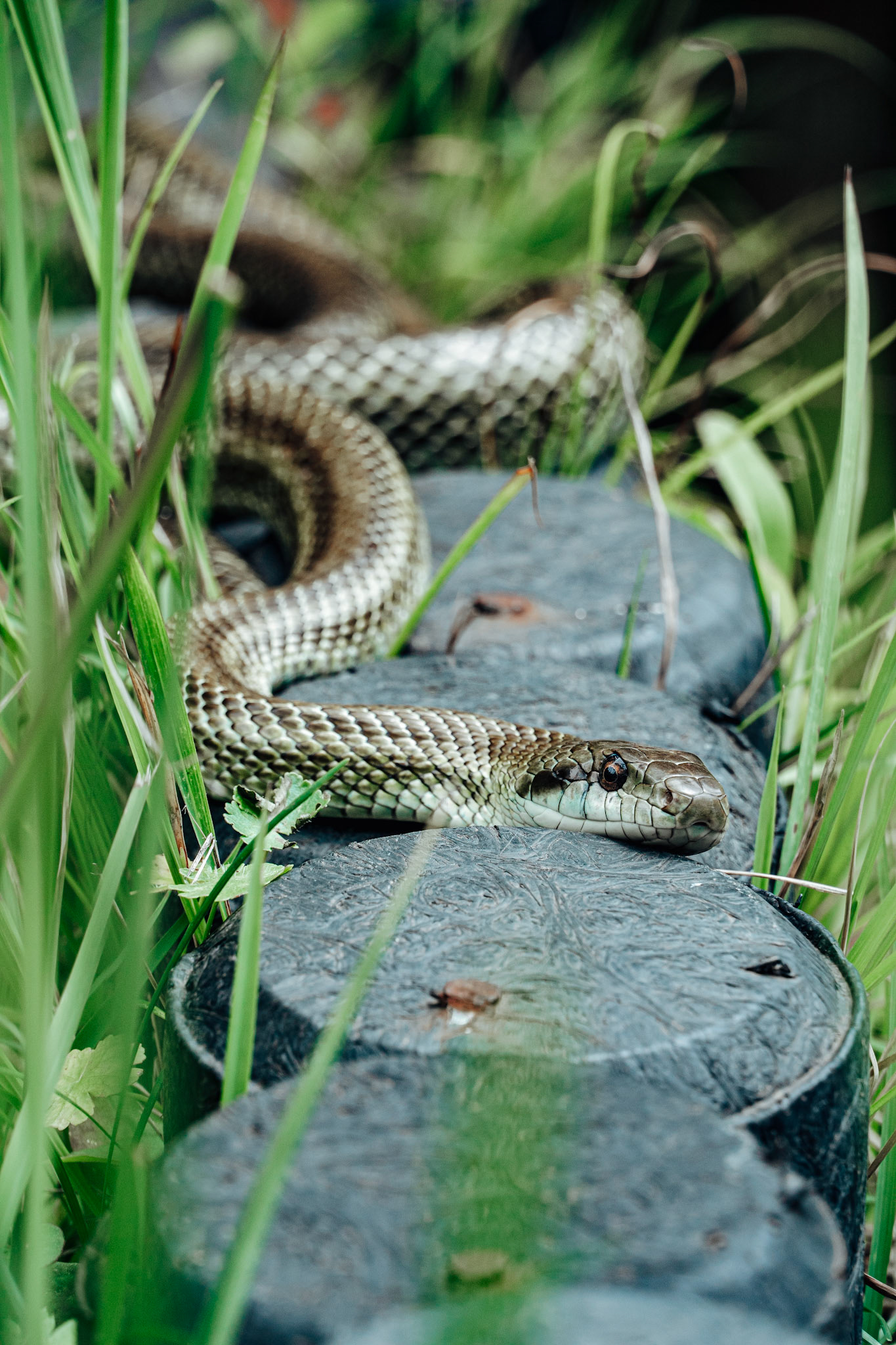 Rat snake seen in Osaka, Japan