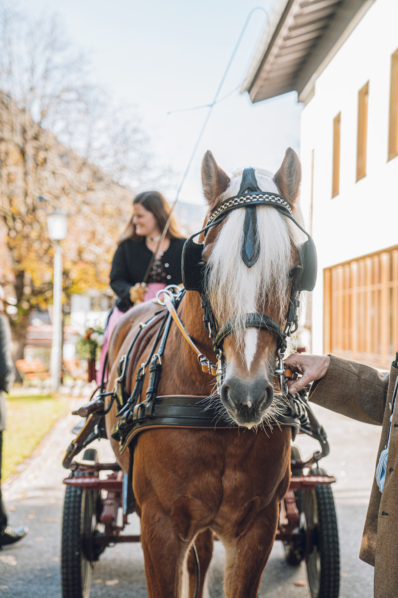 Horse at the first wedding for me as photographer