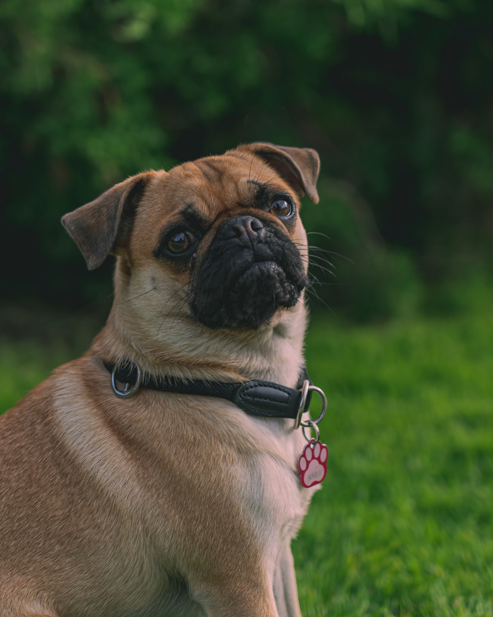 That cute little doggy from a stranger i've met at the lake Schliersee