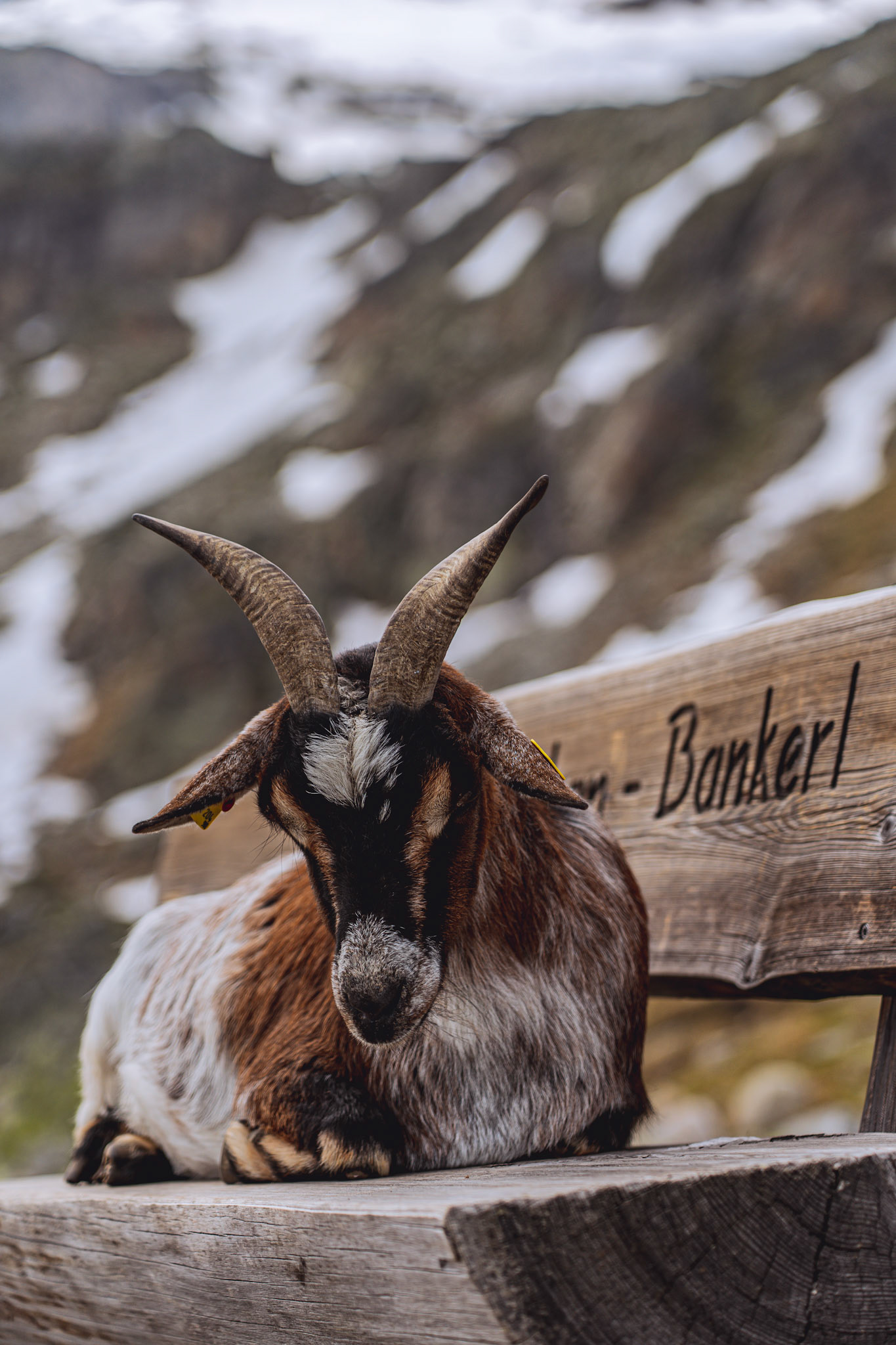 Goat sitting on the bench at Schlegeisspeicher