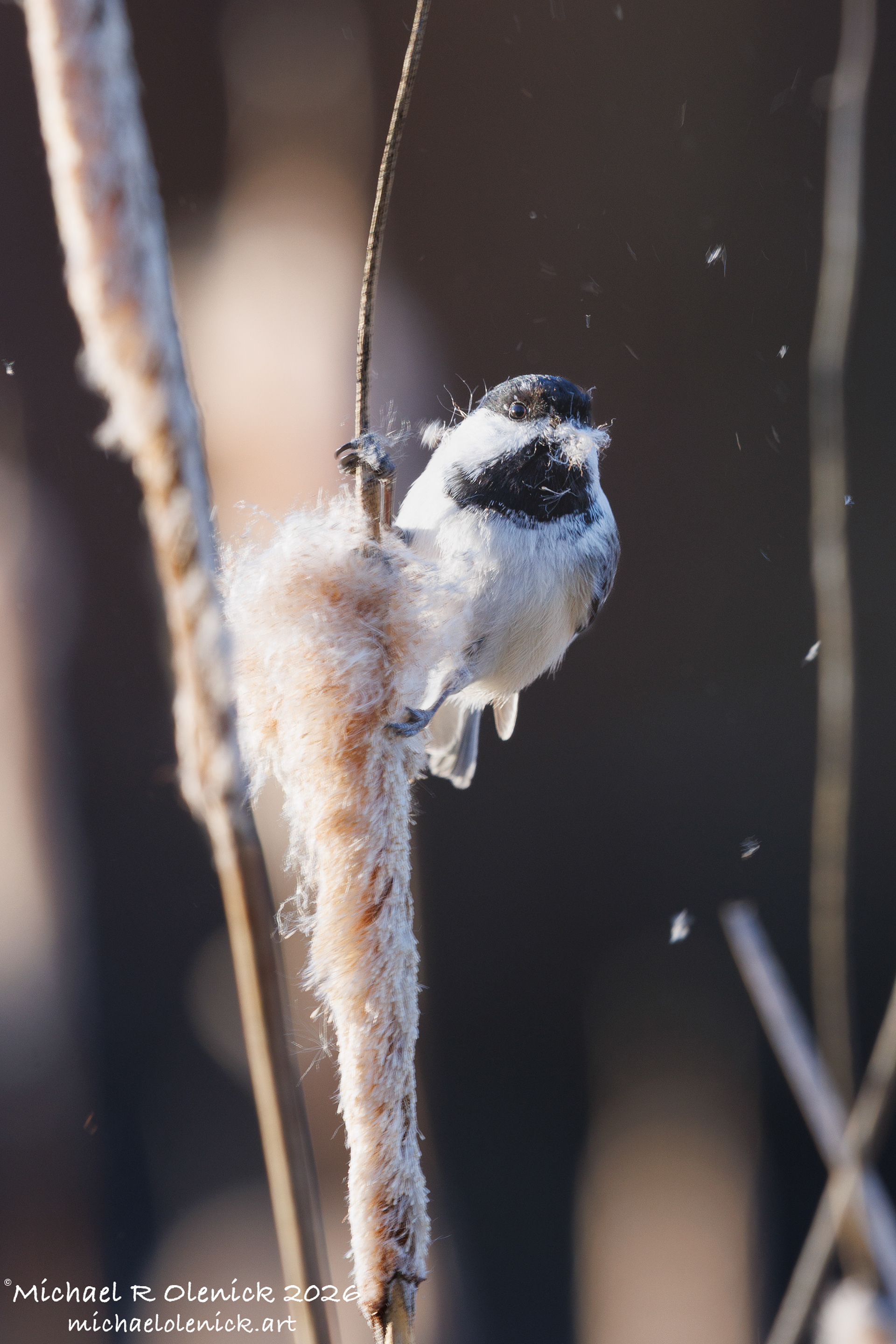 Black-capped Chickadee