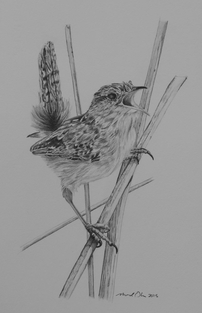 Marsh Wren