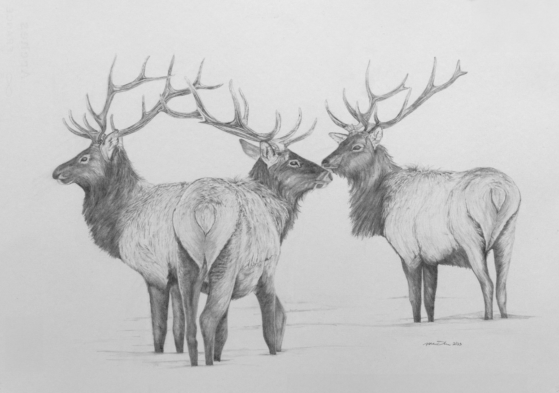 Bull Elk in a Field of Snow