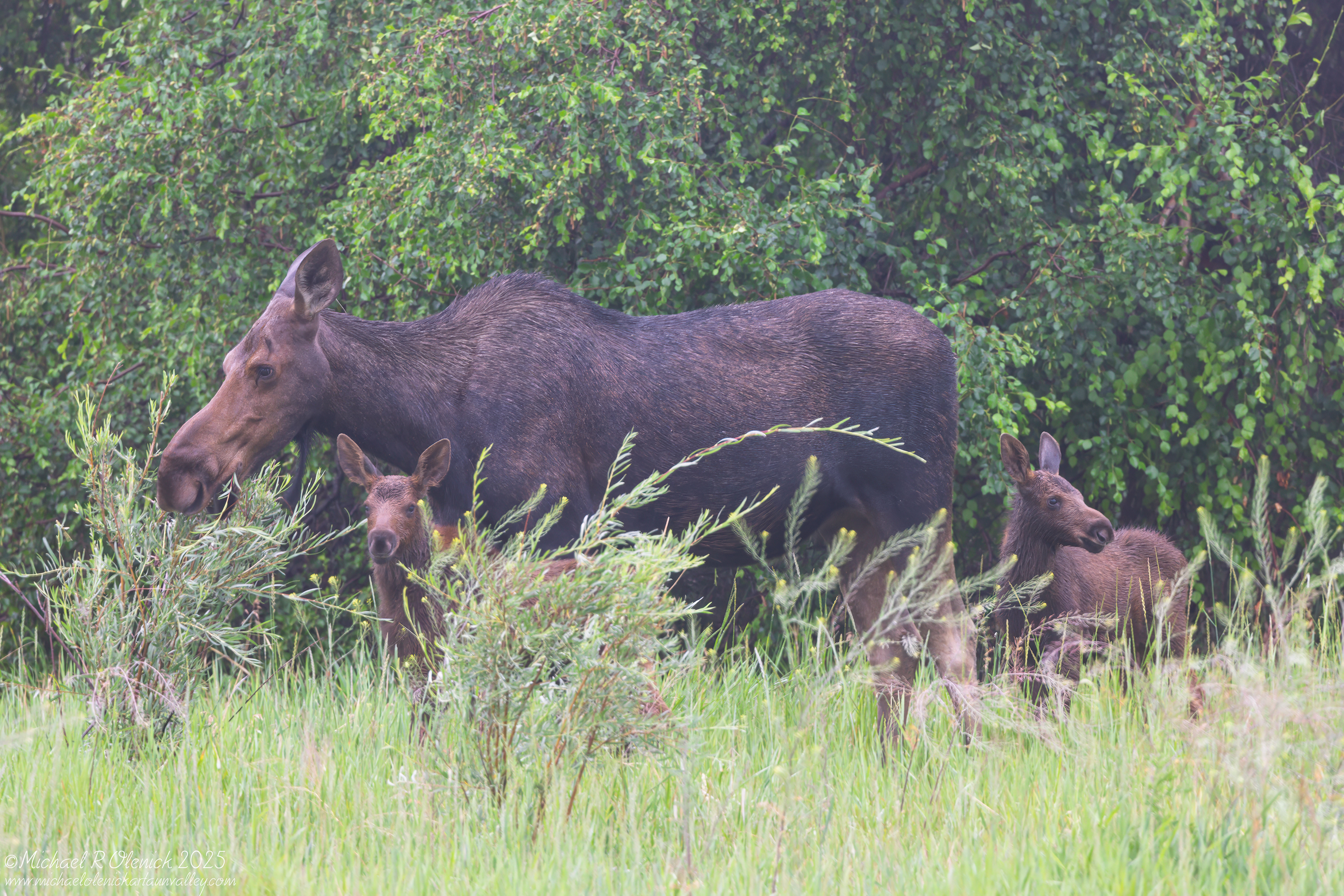 Moose Cow with Twins