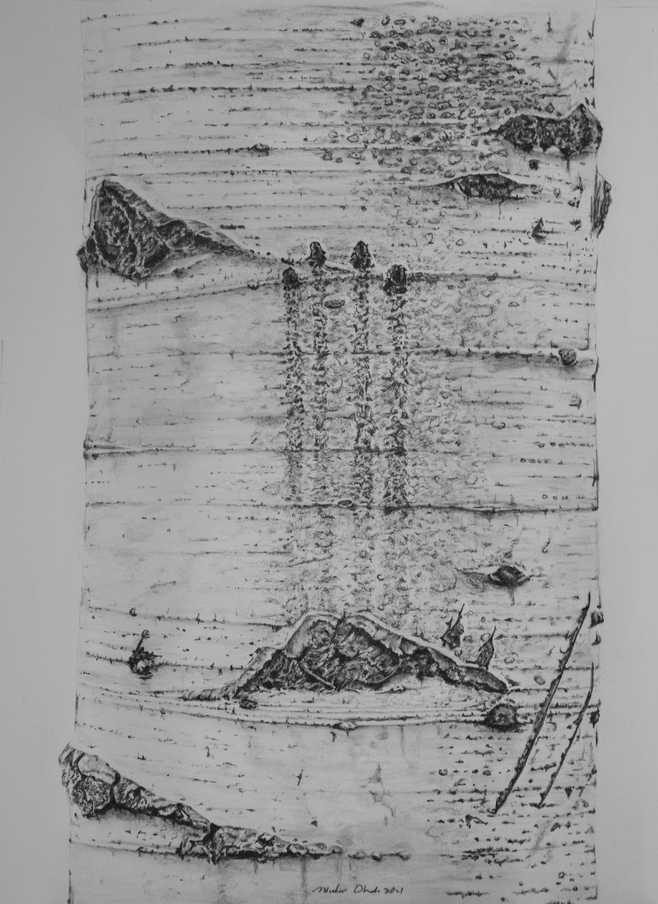 Bear Claw Marks in Aspen