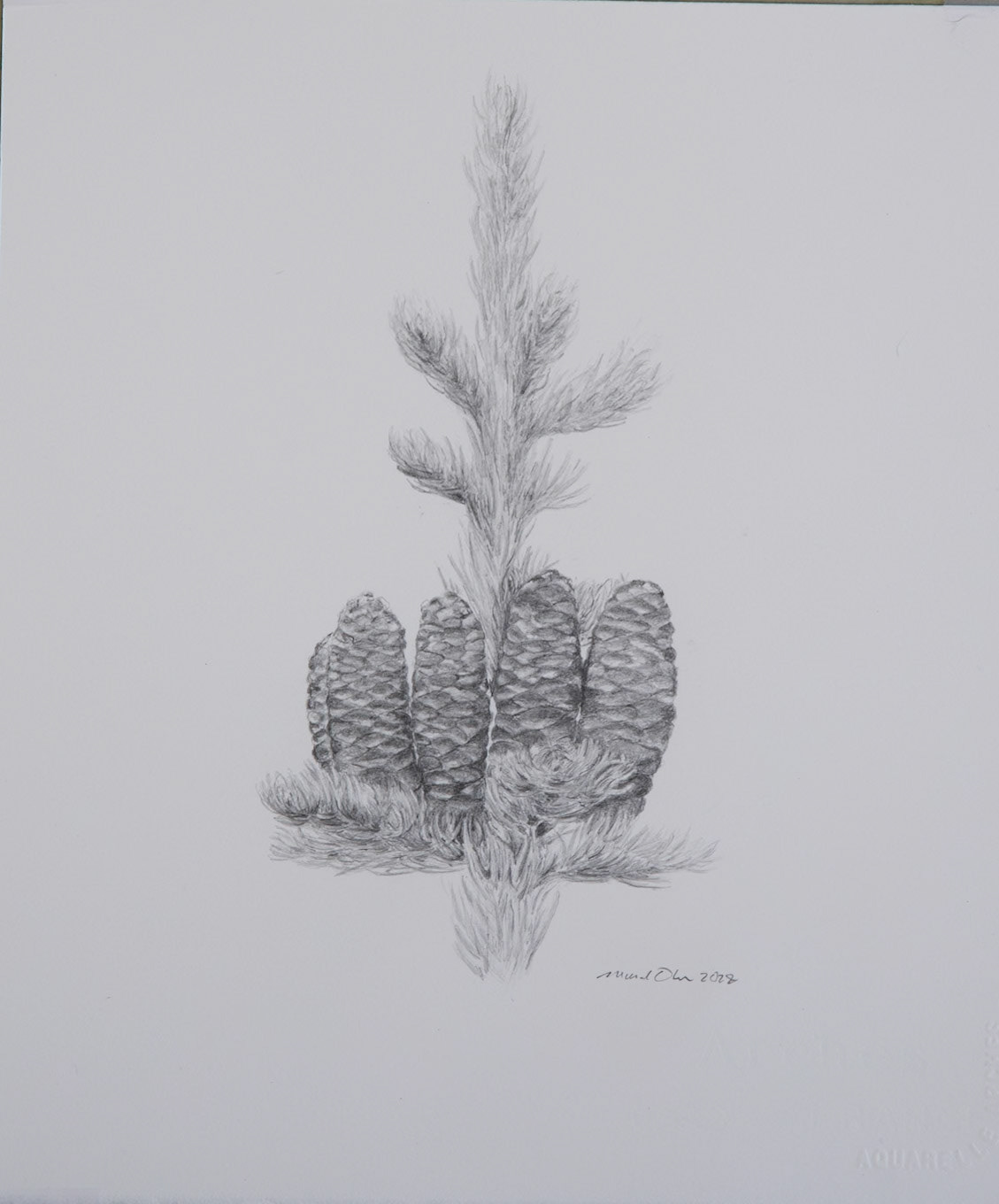 Sub-Alpine Fir Cones