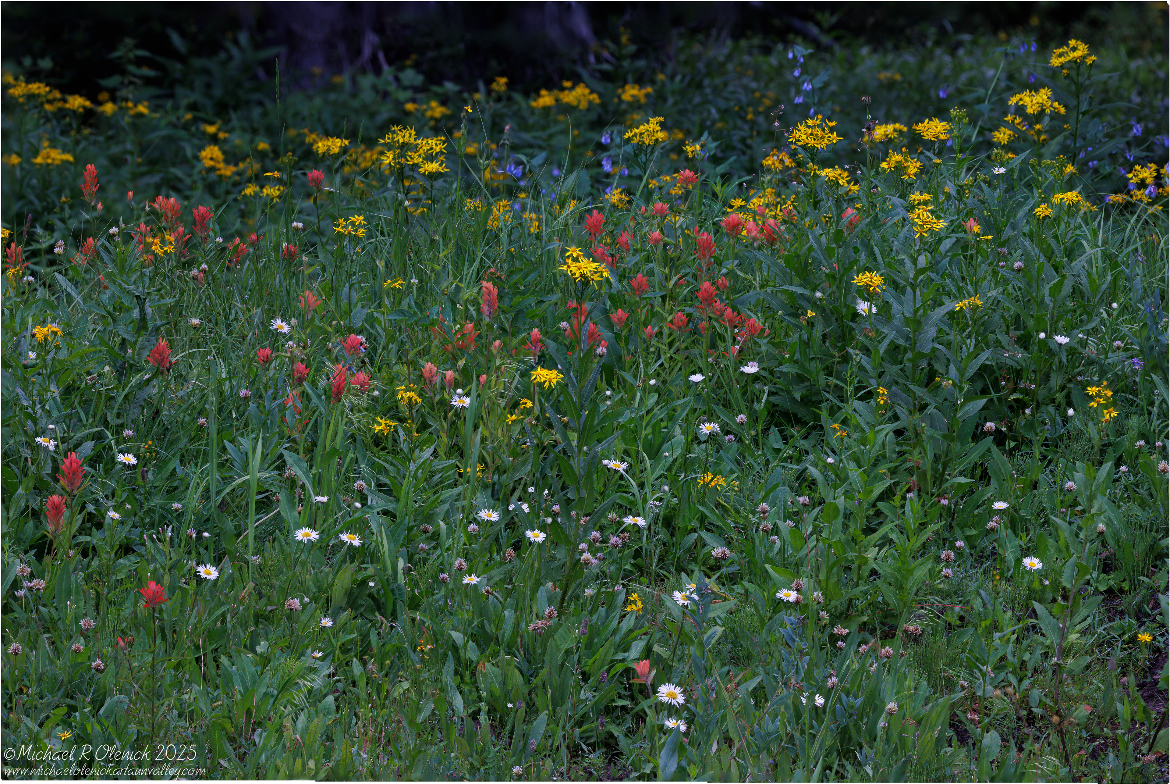 Wildflowers