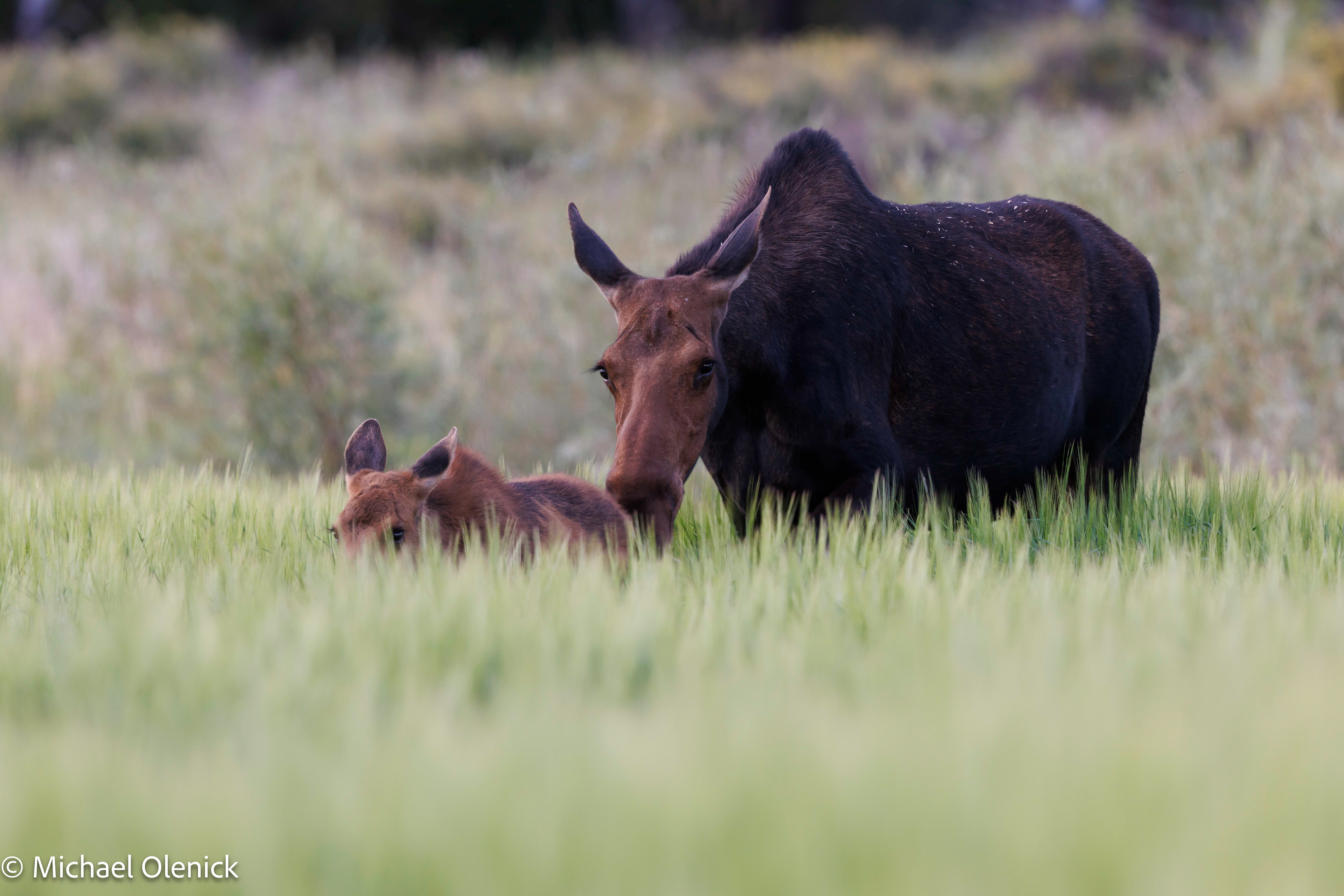 Calf & Cow Moose