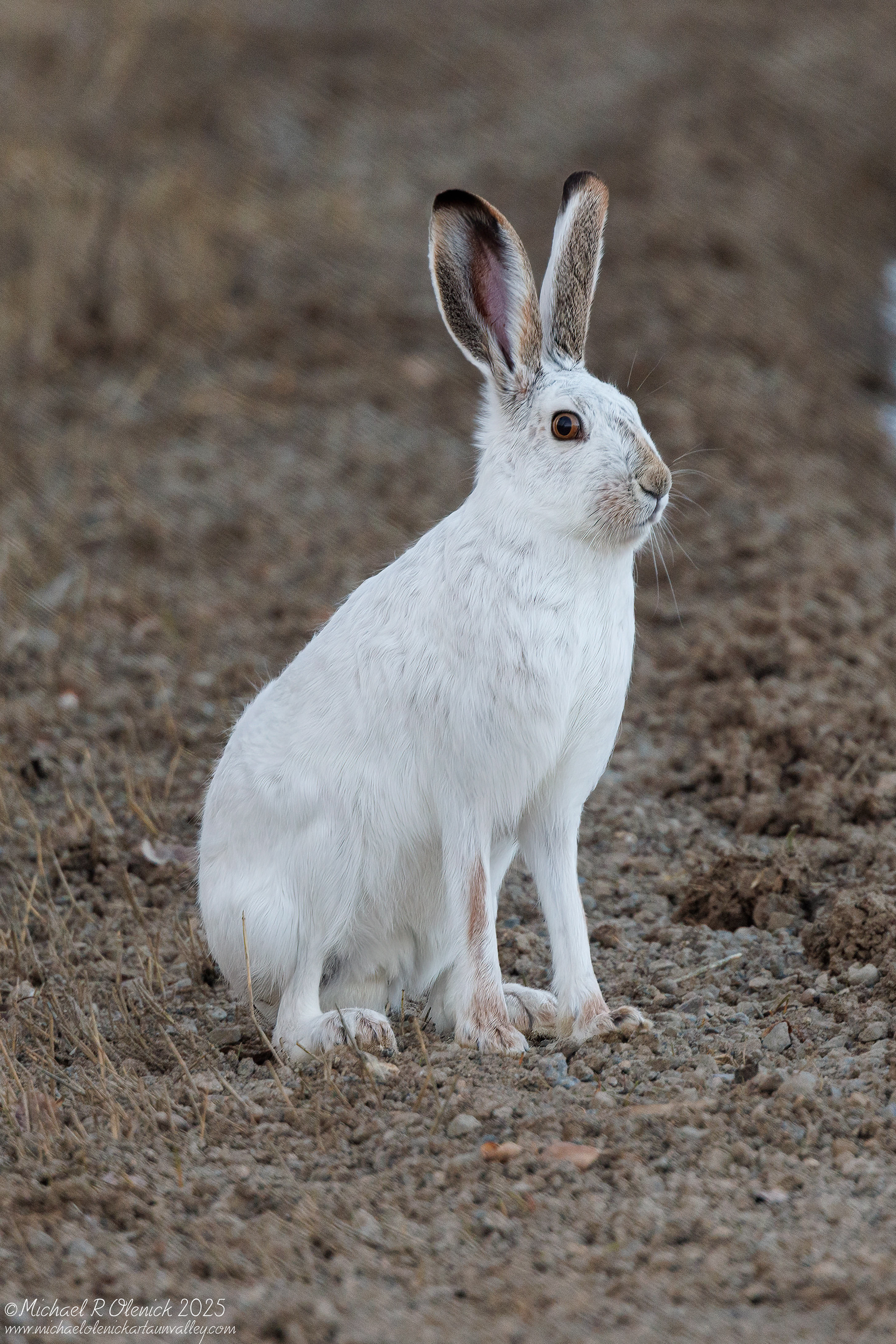Jack Rabbit