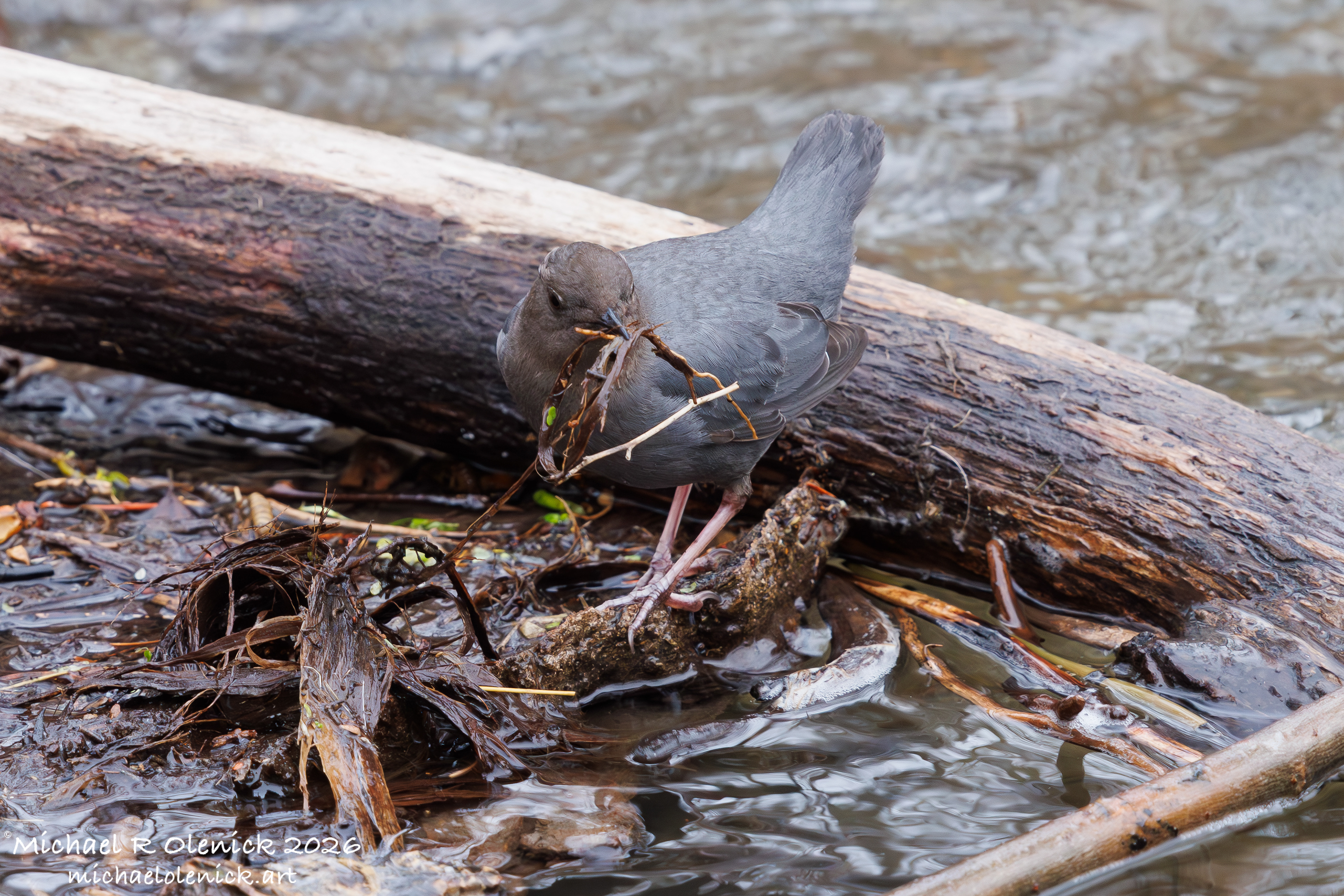 American Dipper