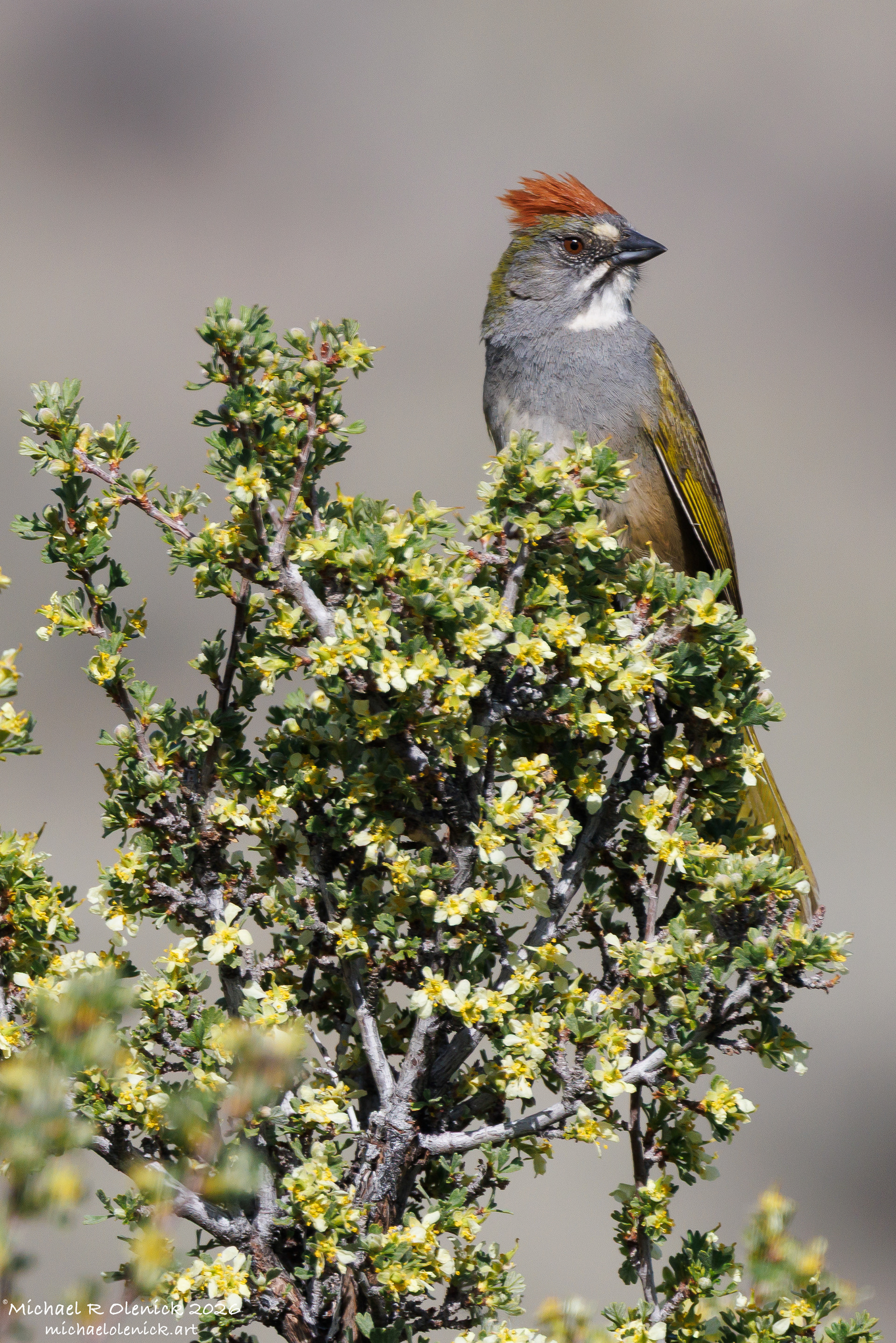 Grenn-tailed Towhee