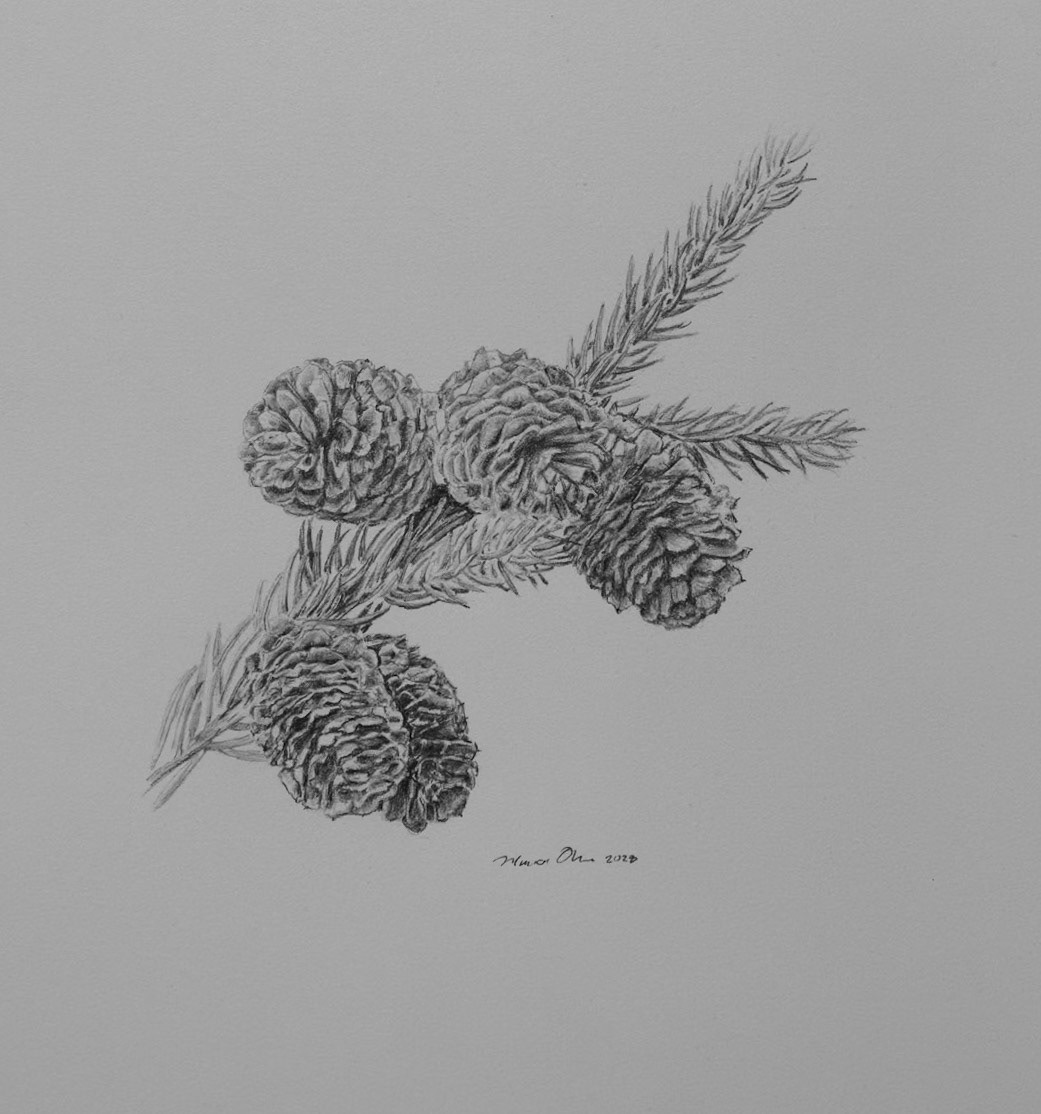 Engelmann Spruce Cones