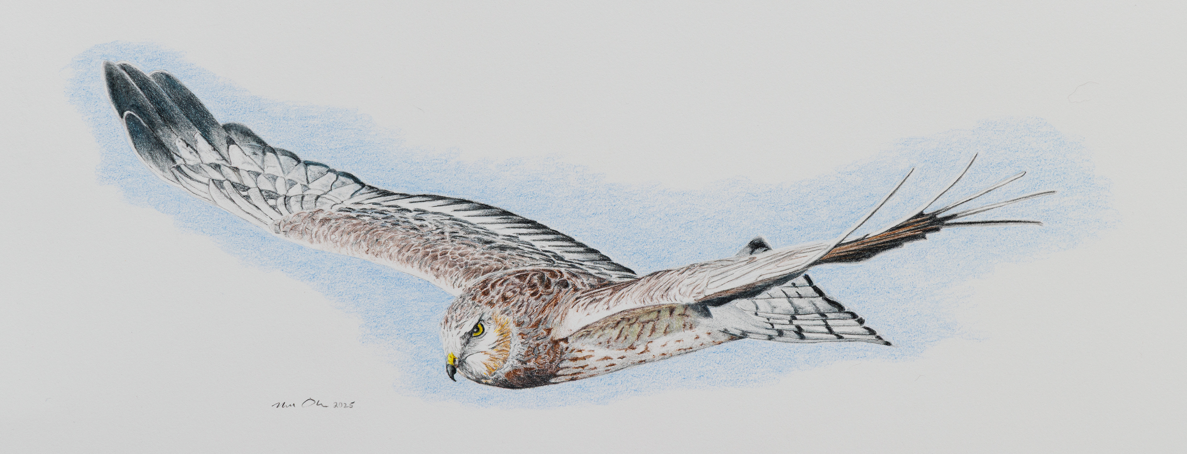 Male Northern Harrier. Colored Pencil