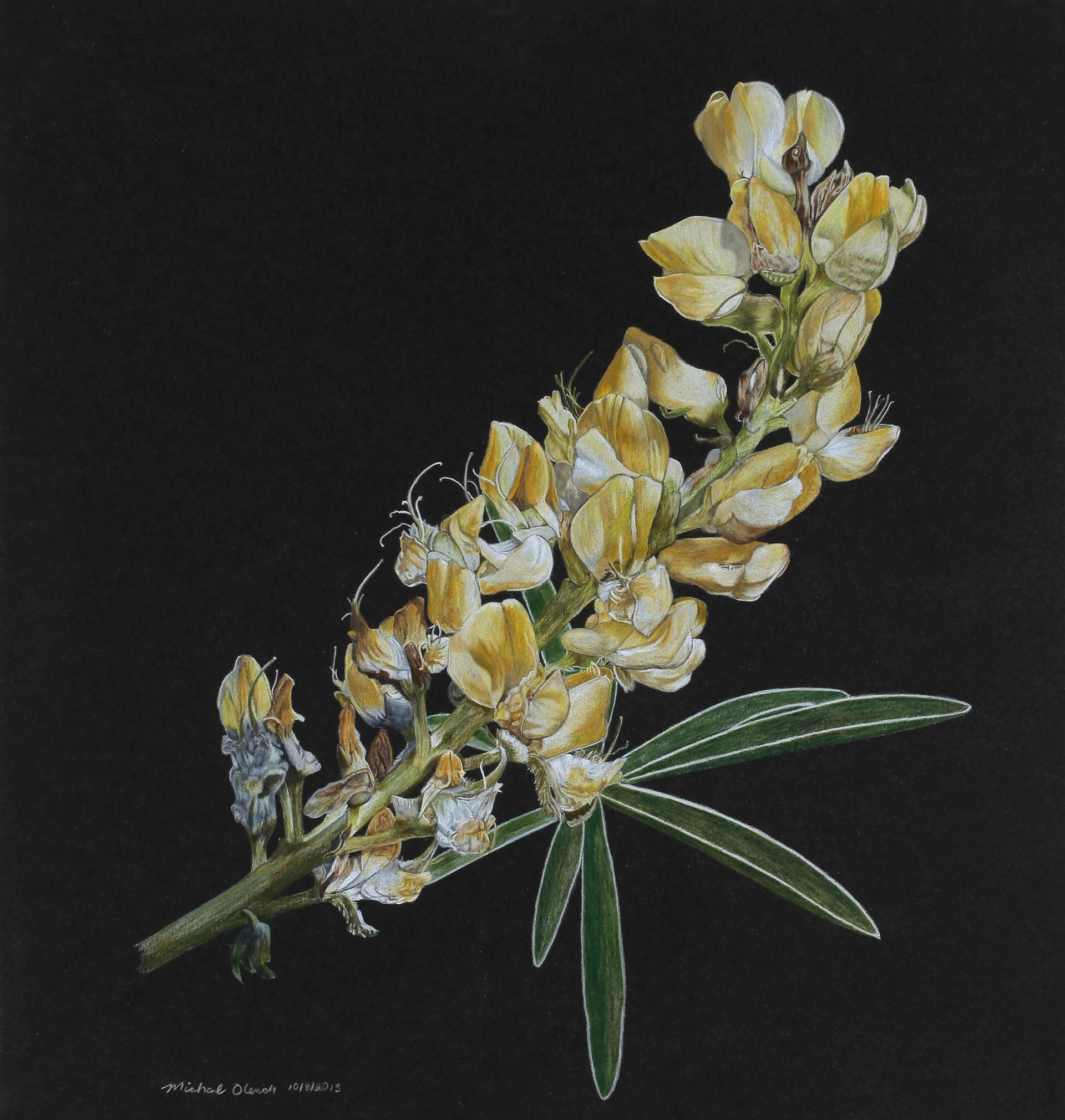 Longspur Lupine