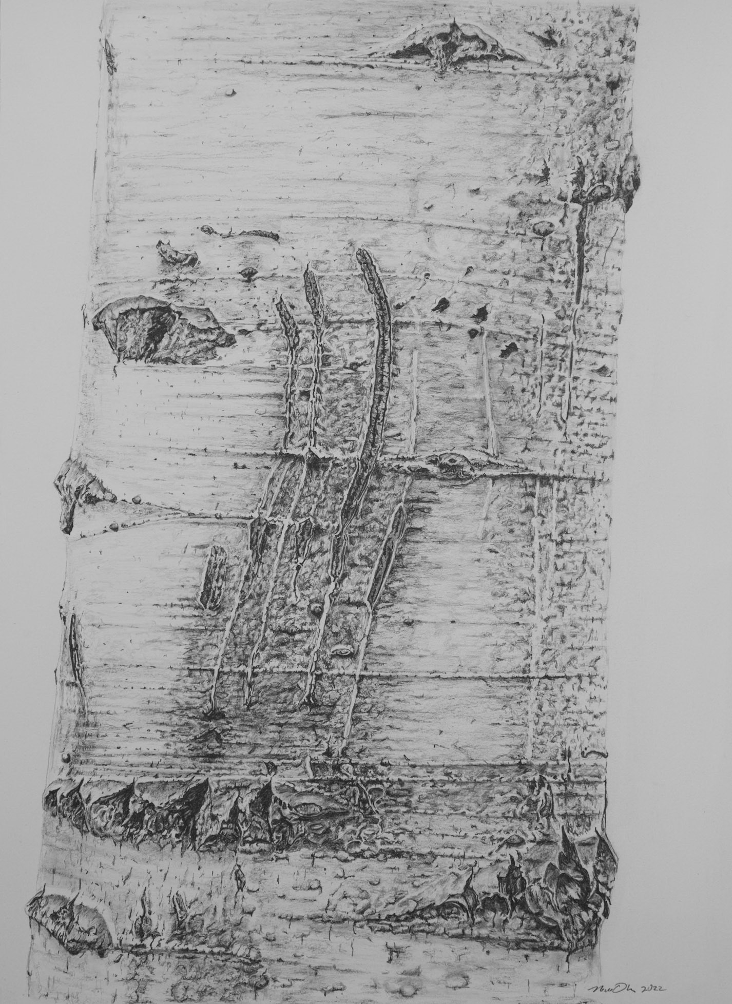 Bear Claw Marked Aspen