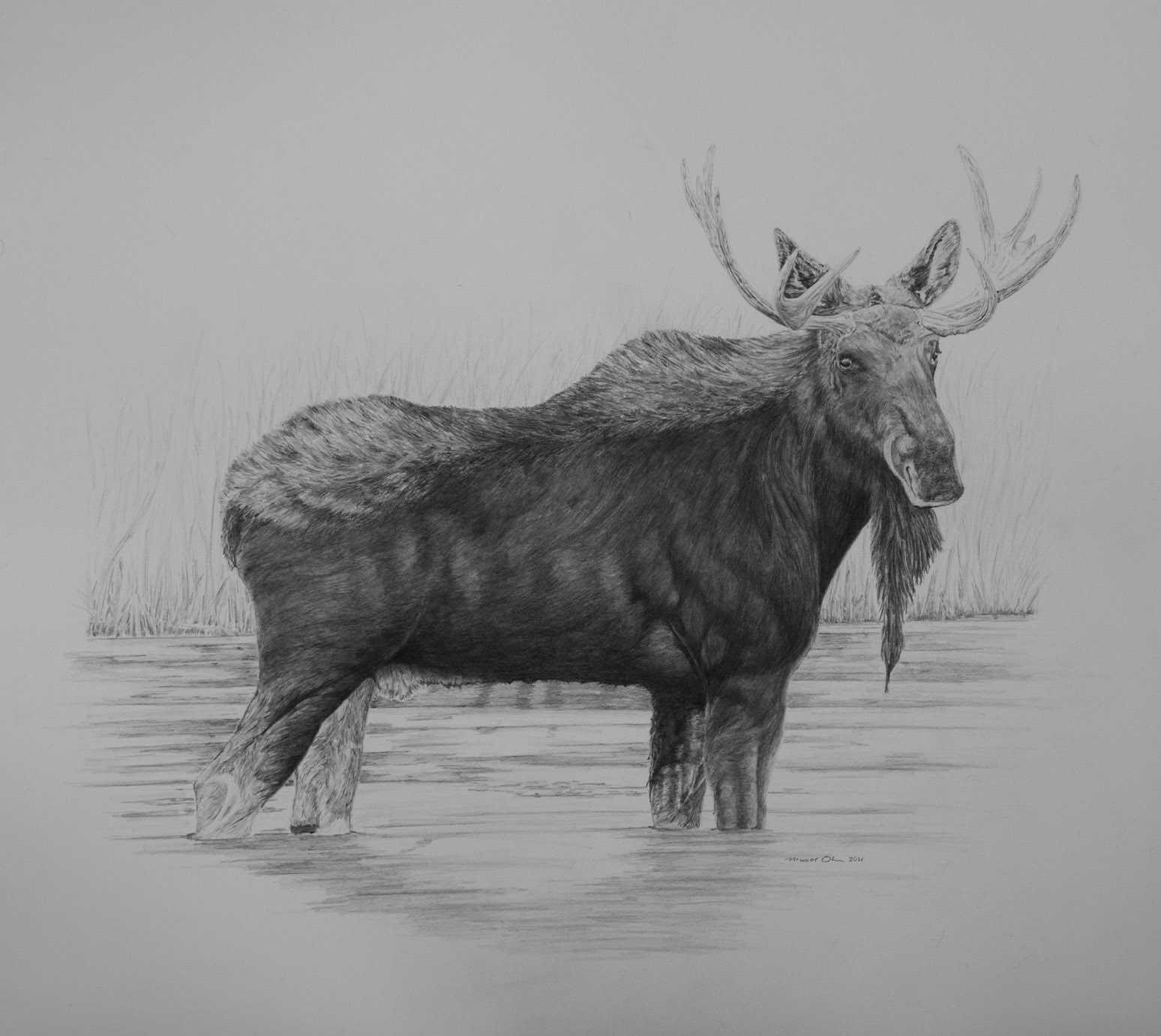 Bull Moose, Silver Creek