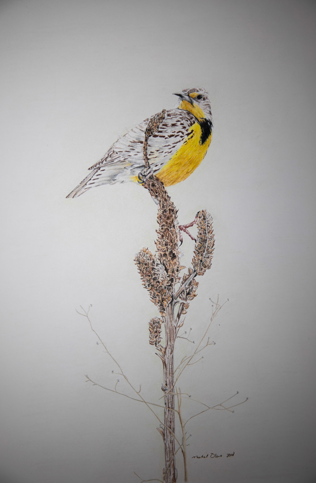 Western Meadowlark