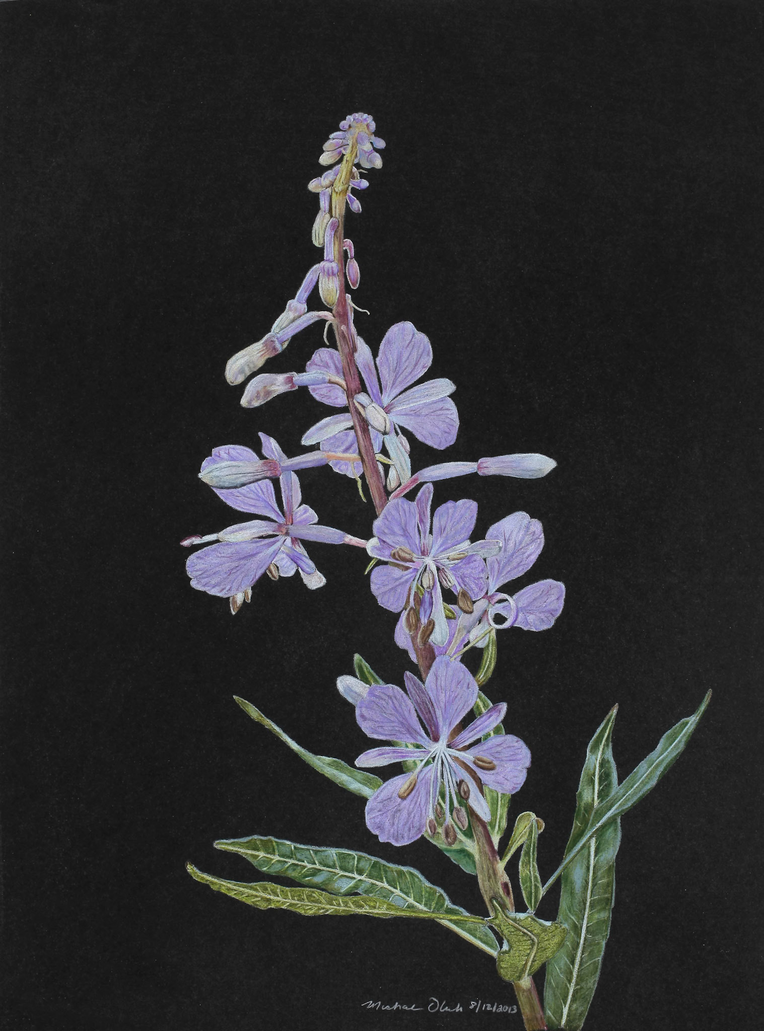 Fireweed, Chamerion angustifolium