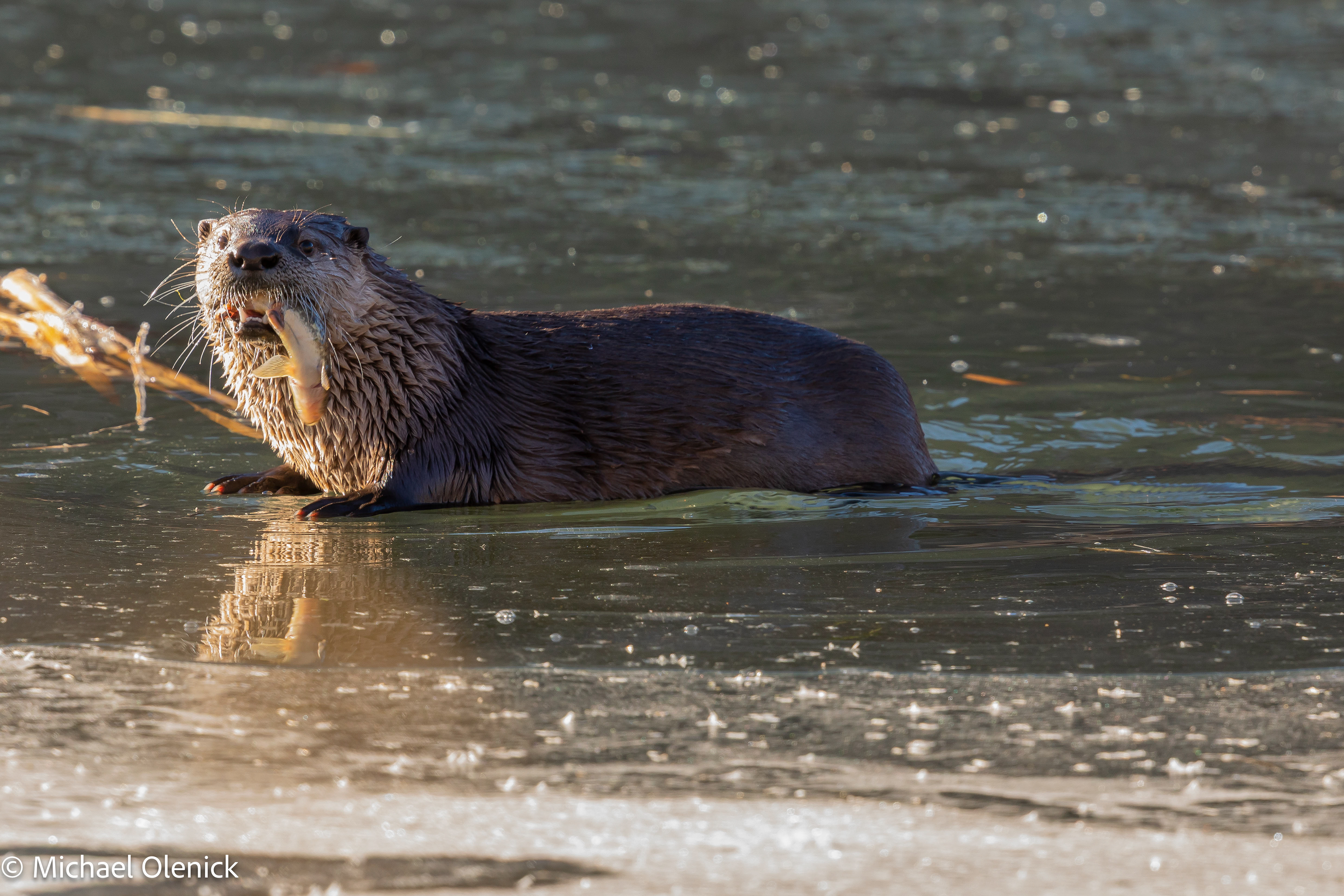 River Otter with Trout