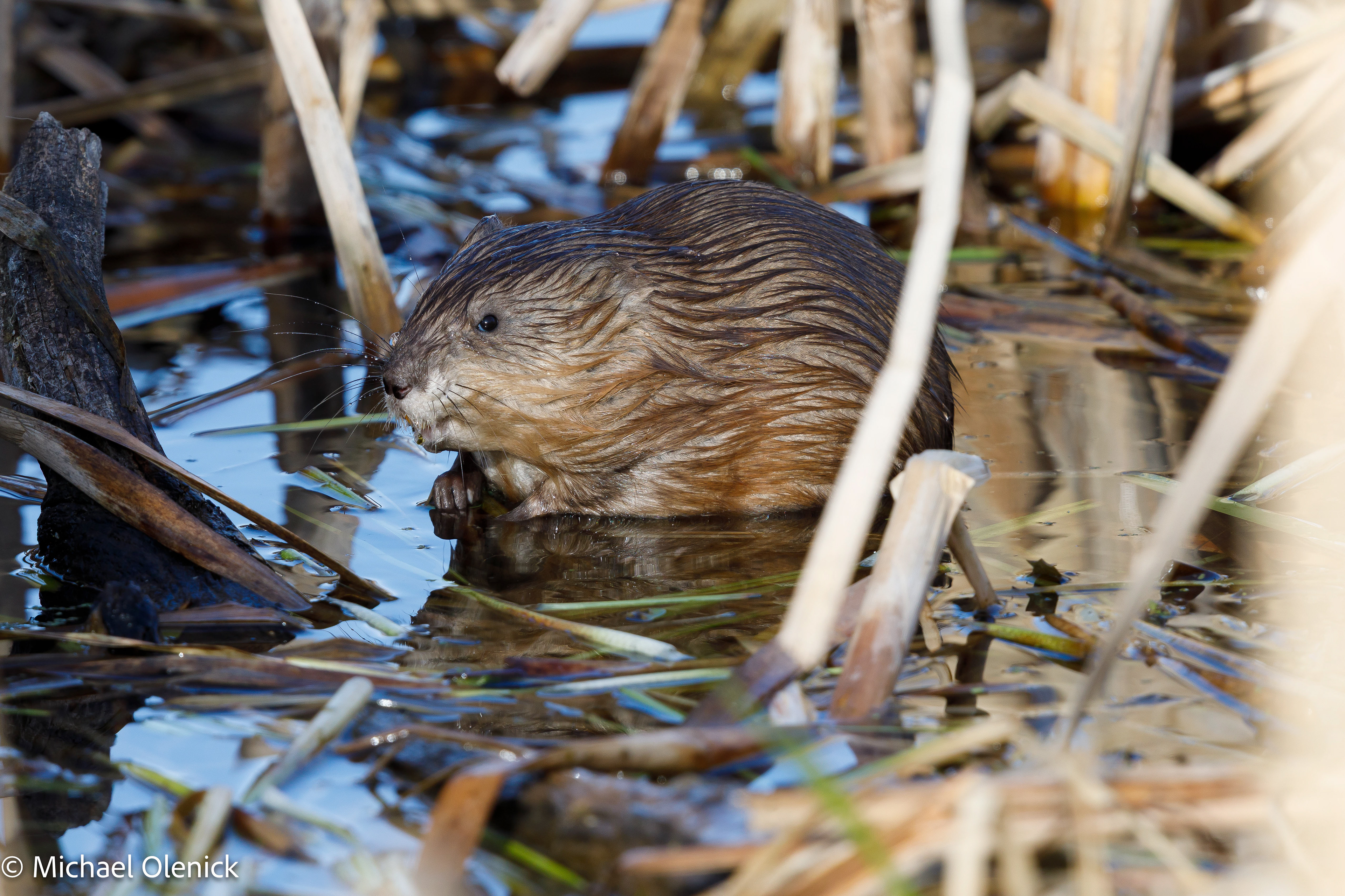 Muskrat