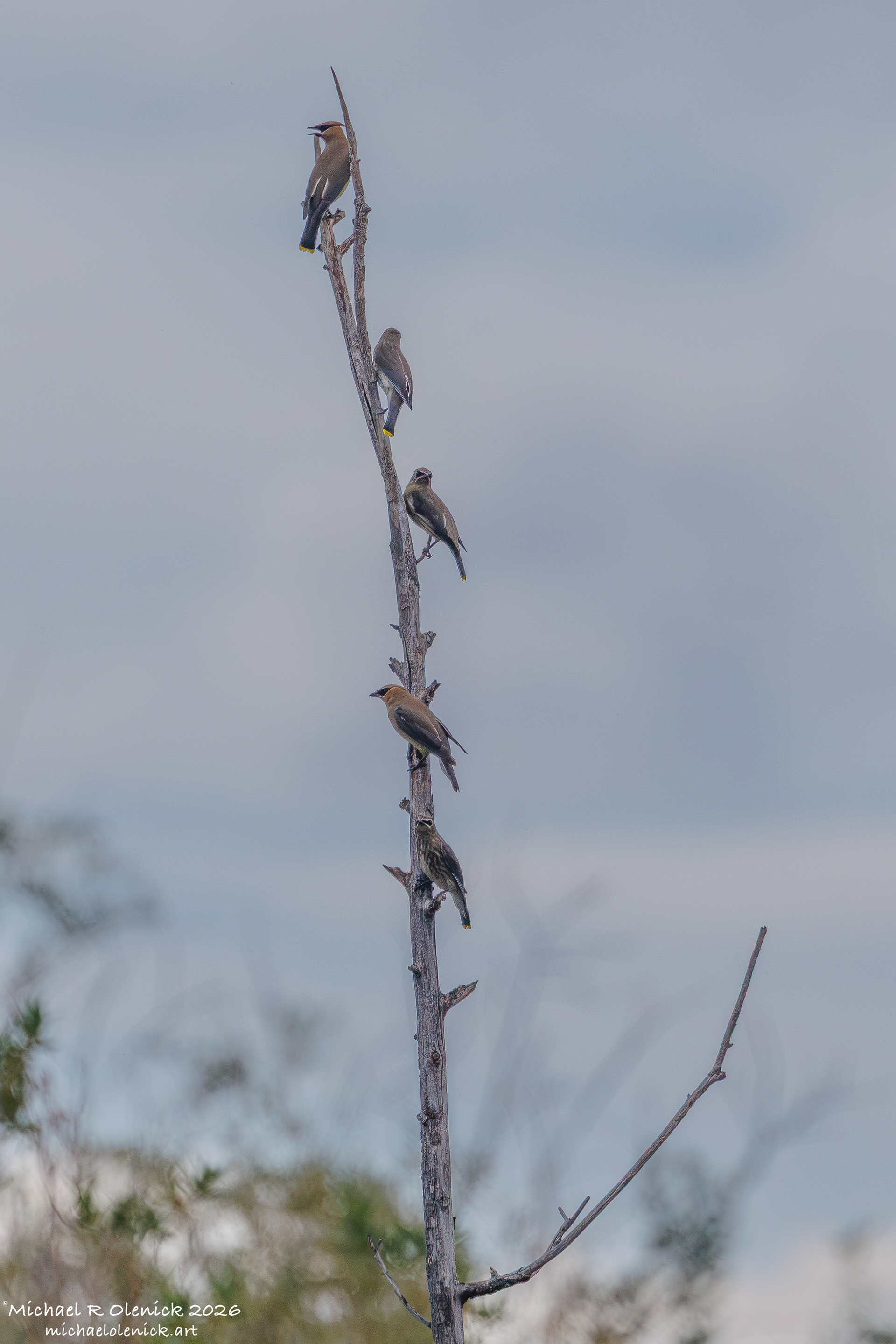 Cedar Waxwings