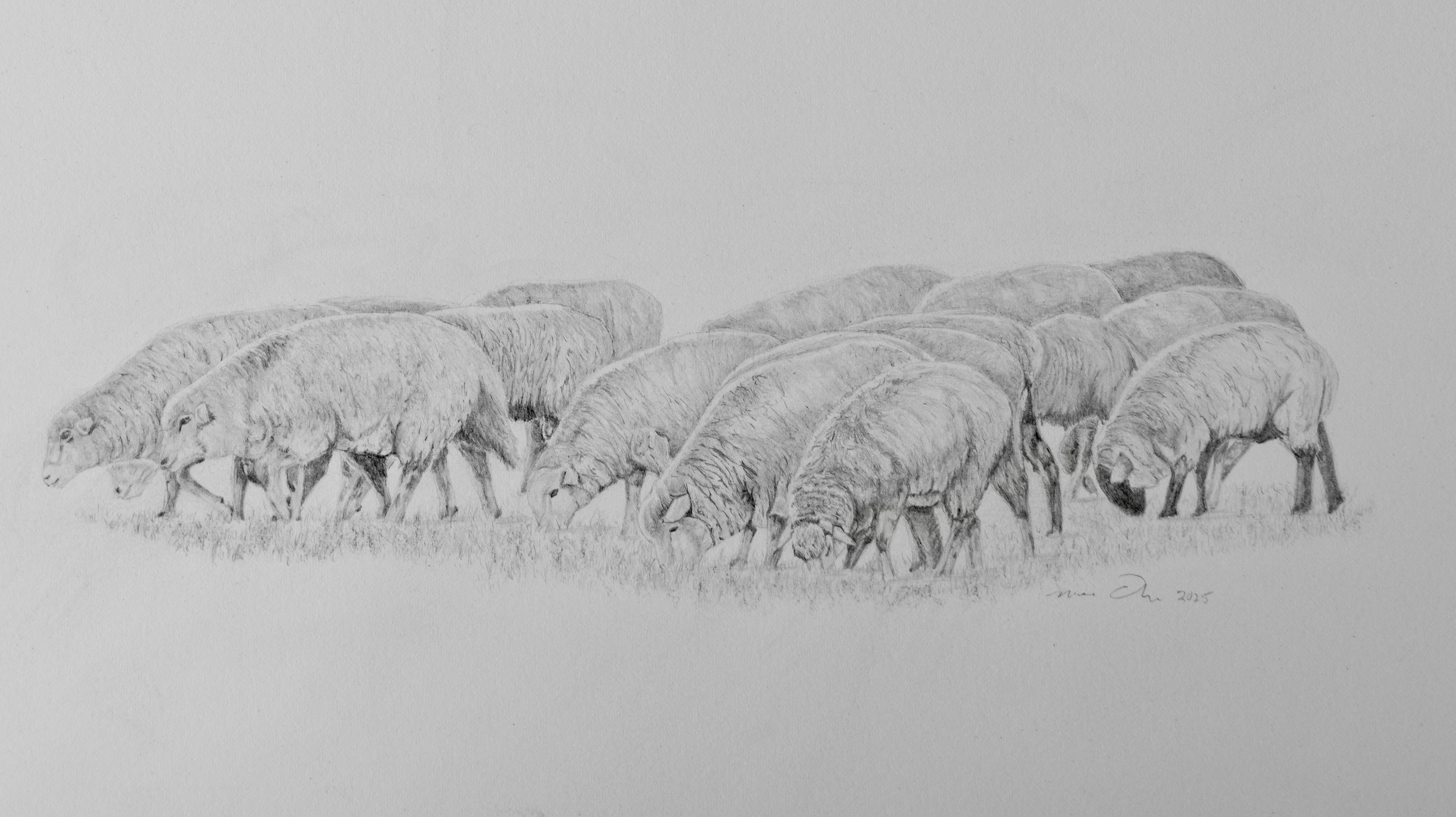 Sheep Flock