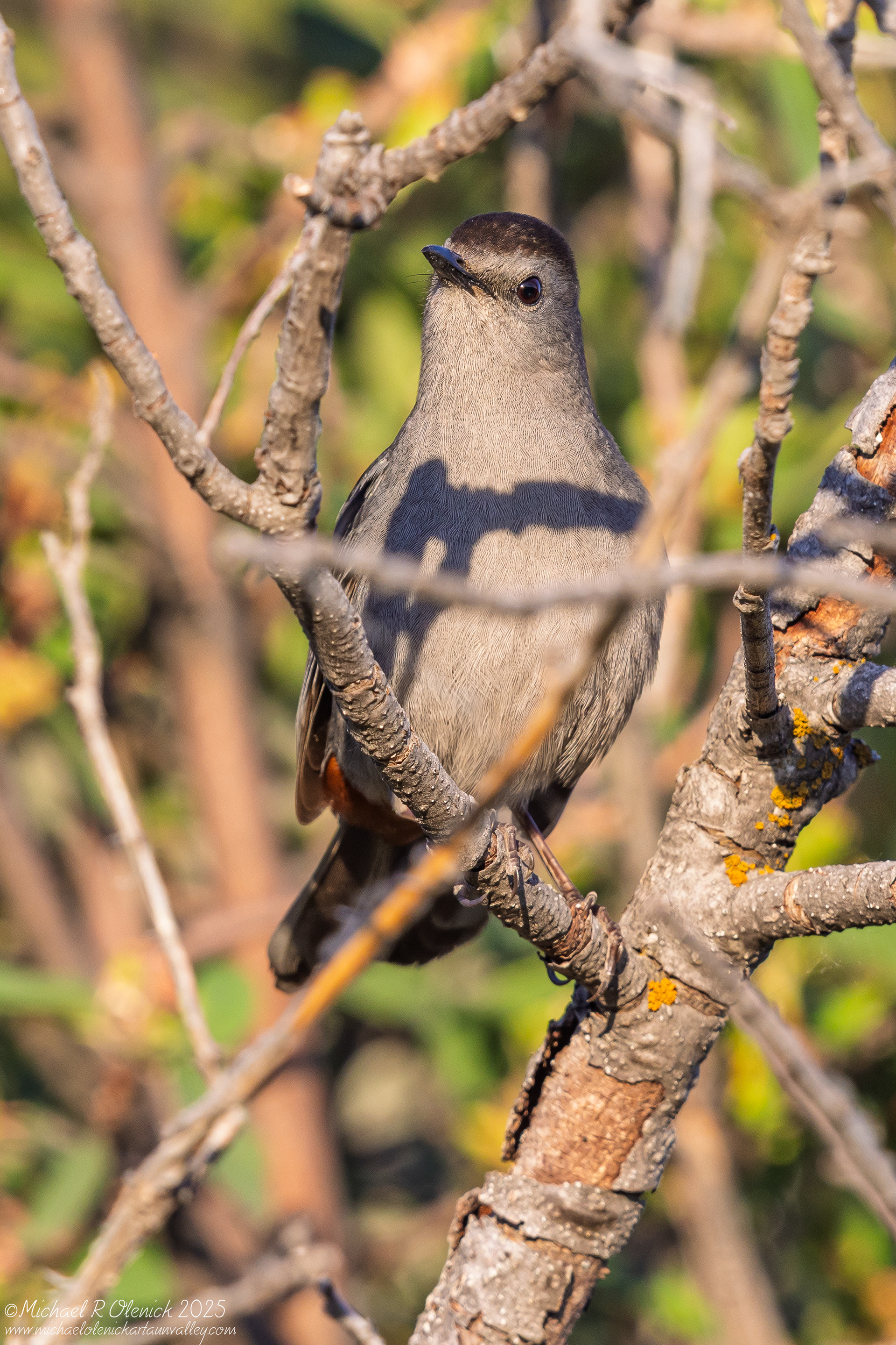 Gray Catbird