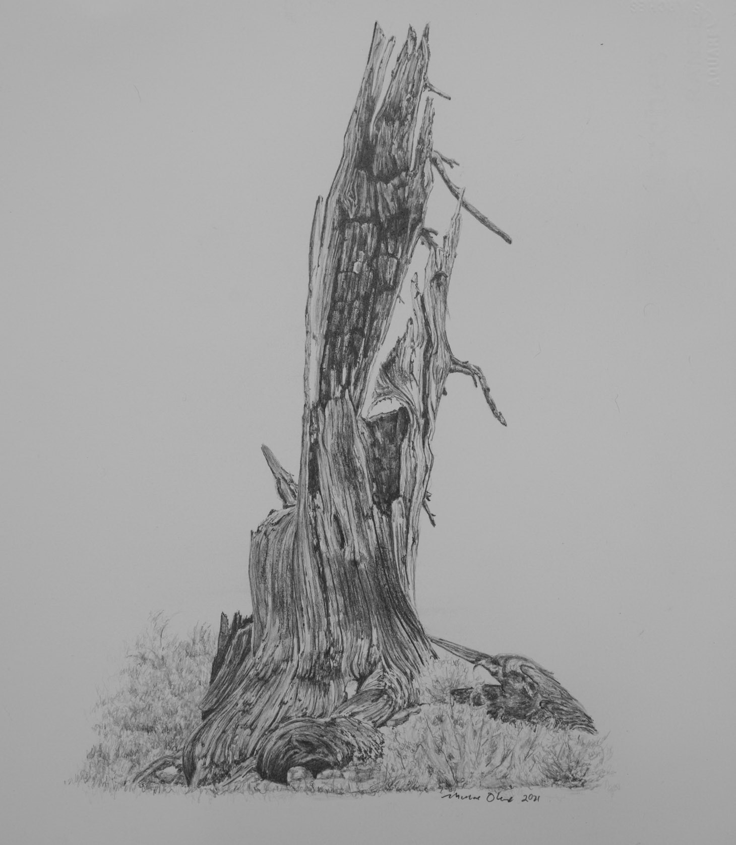 White Bark Pine Snag