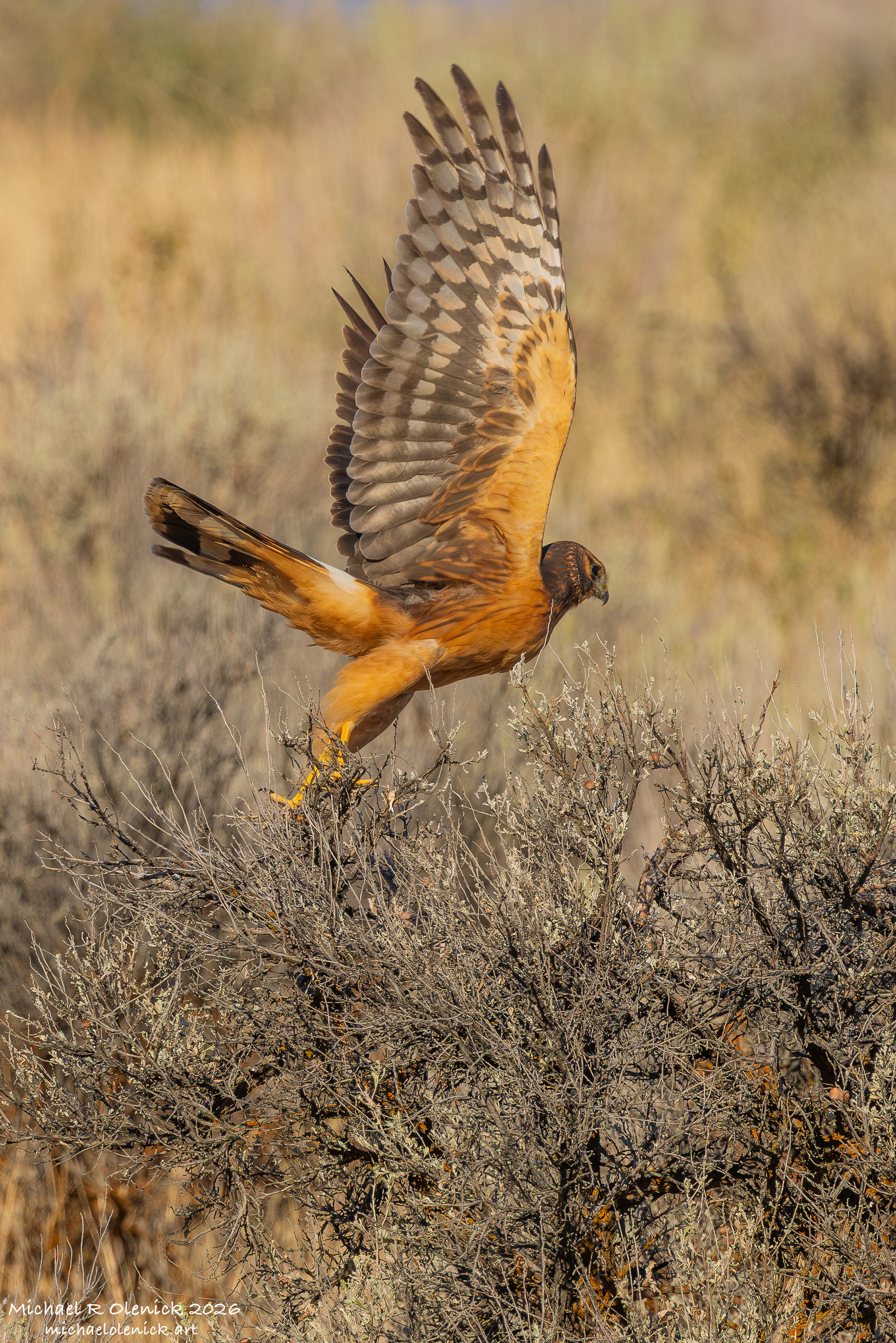Northern Harrier