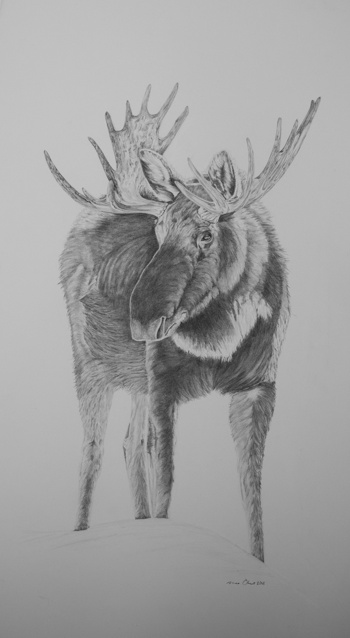 Bull Moose at Loving Creek