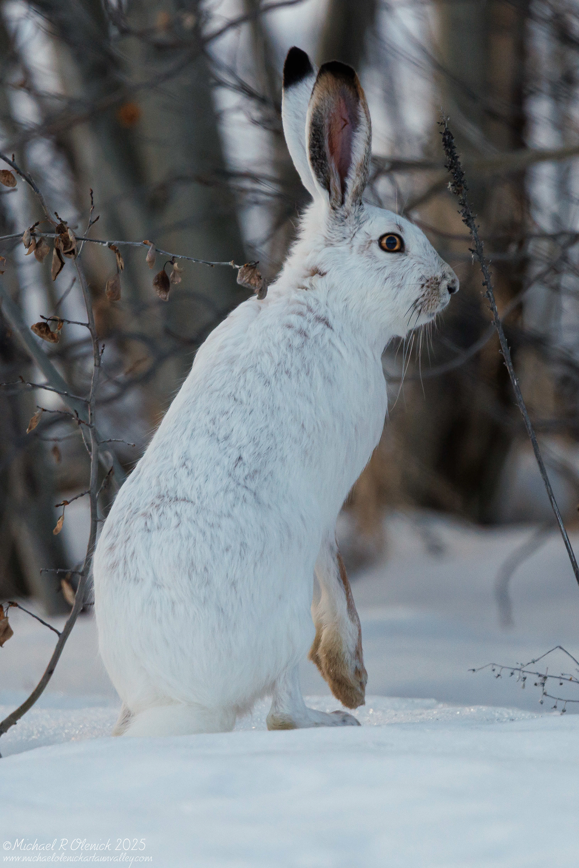 Jack Rabbit