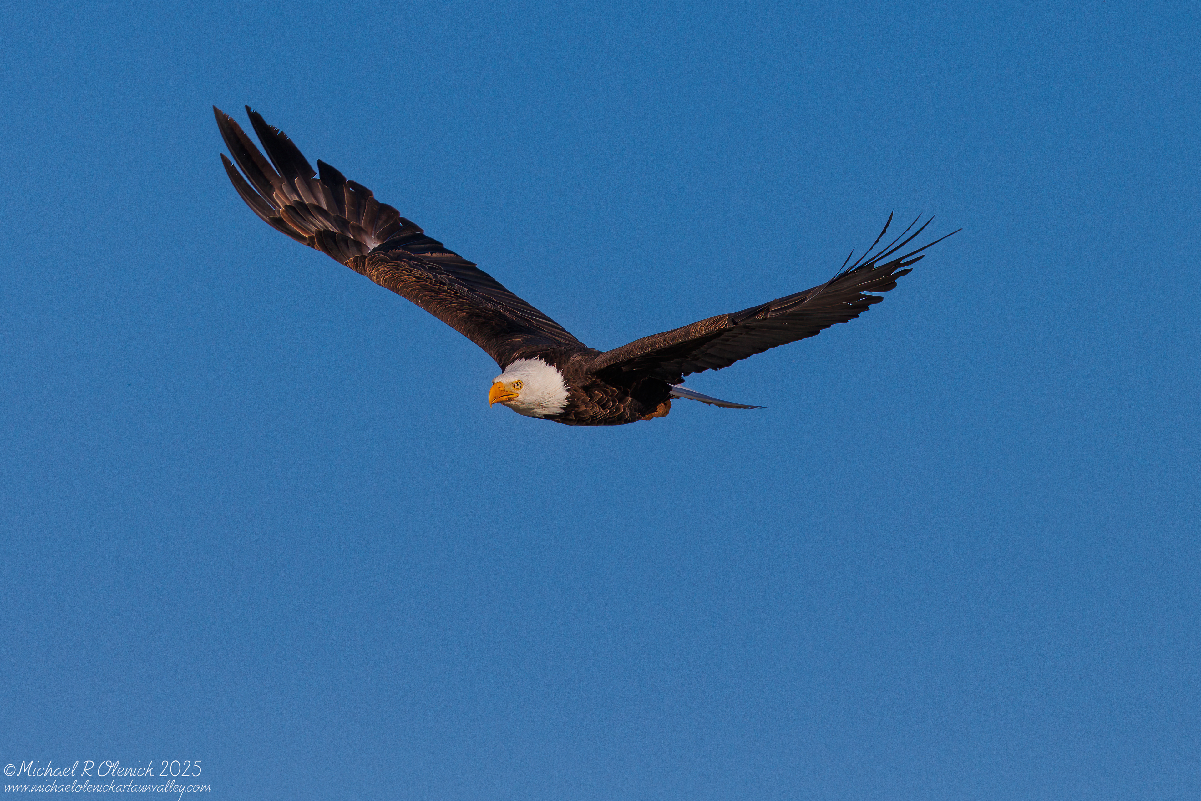 Bald Eagle
