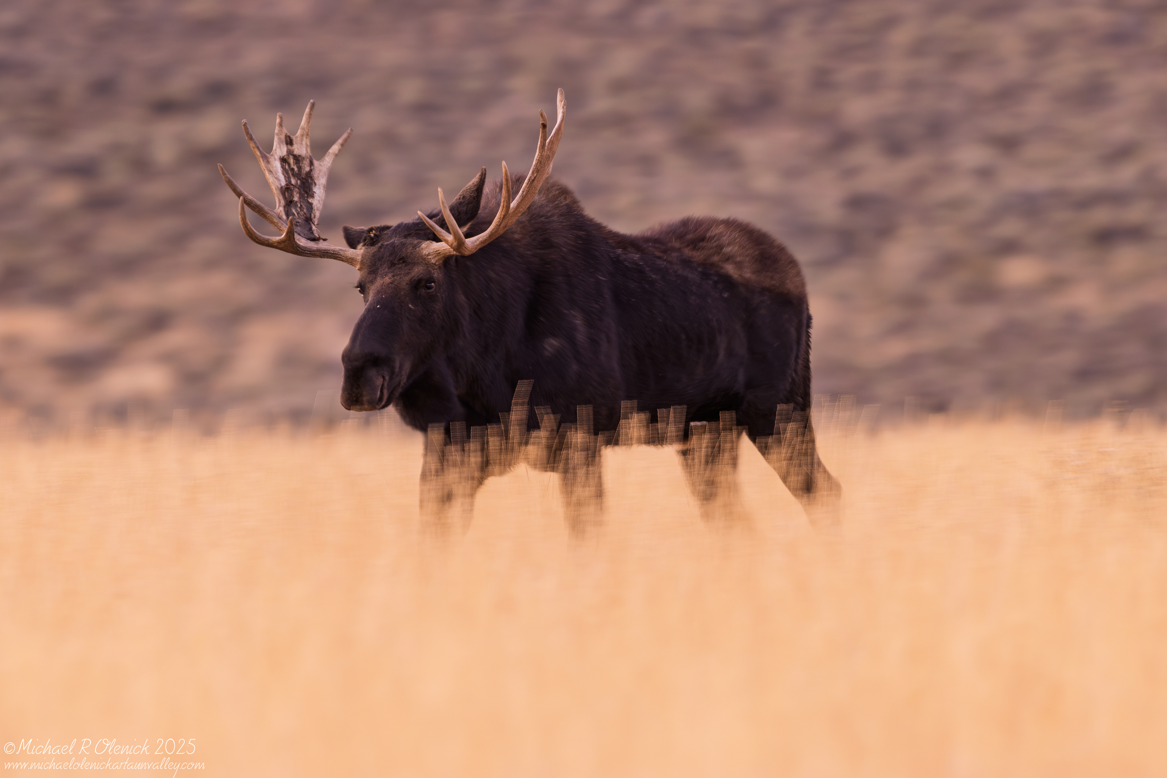 Bull Moose