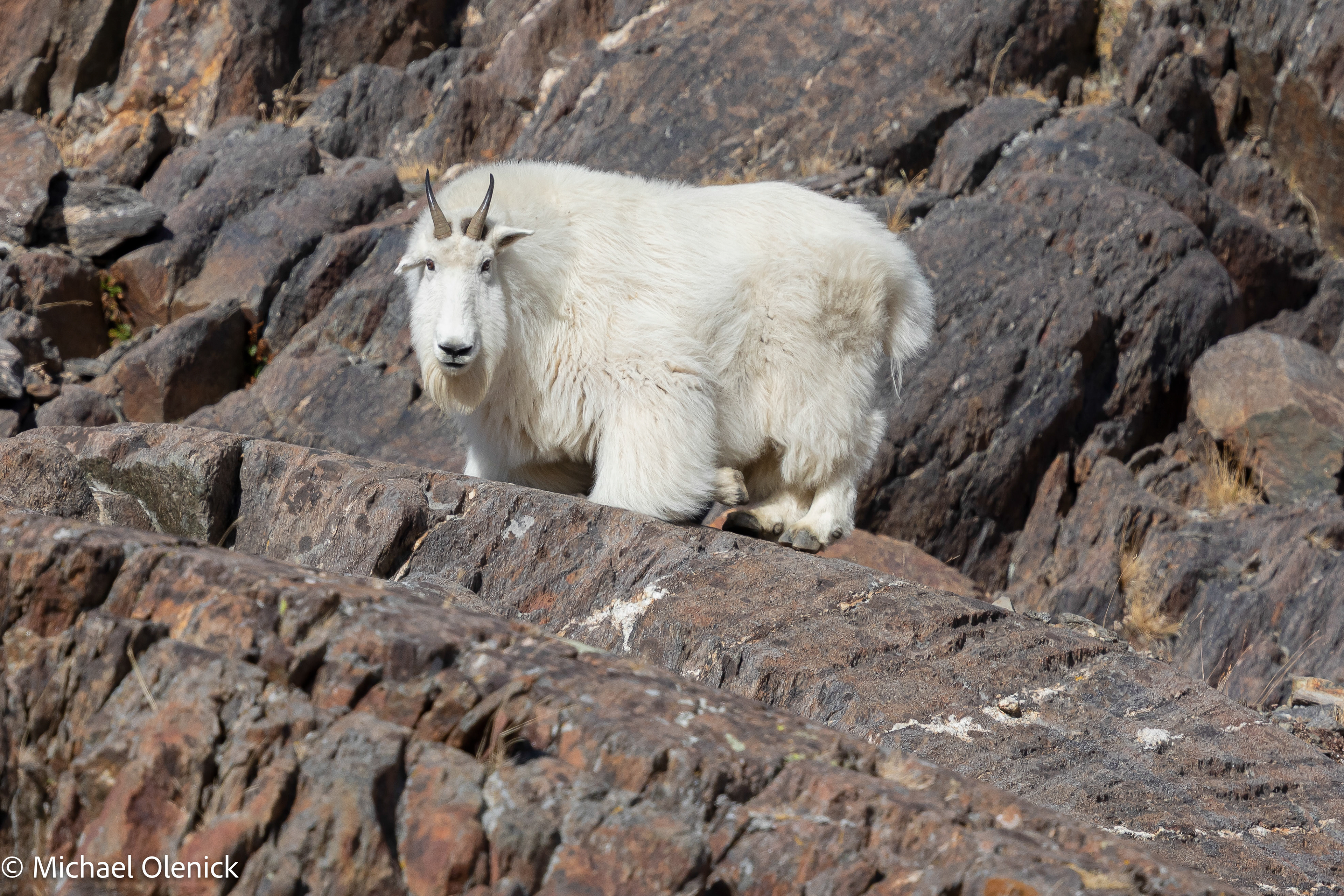 Mountain Goat