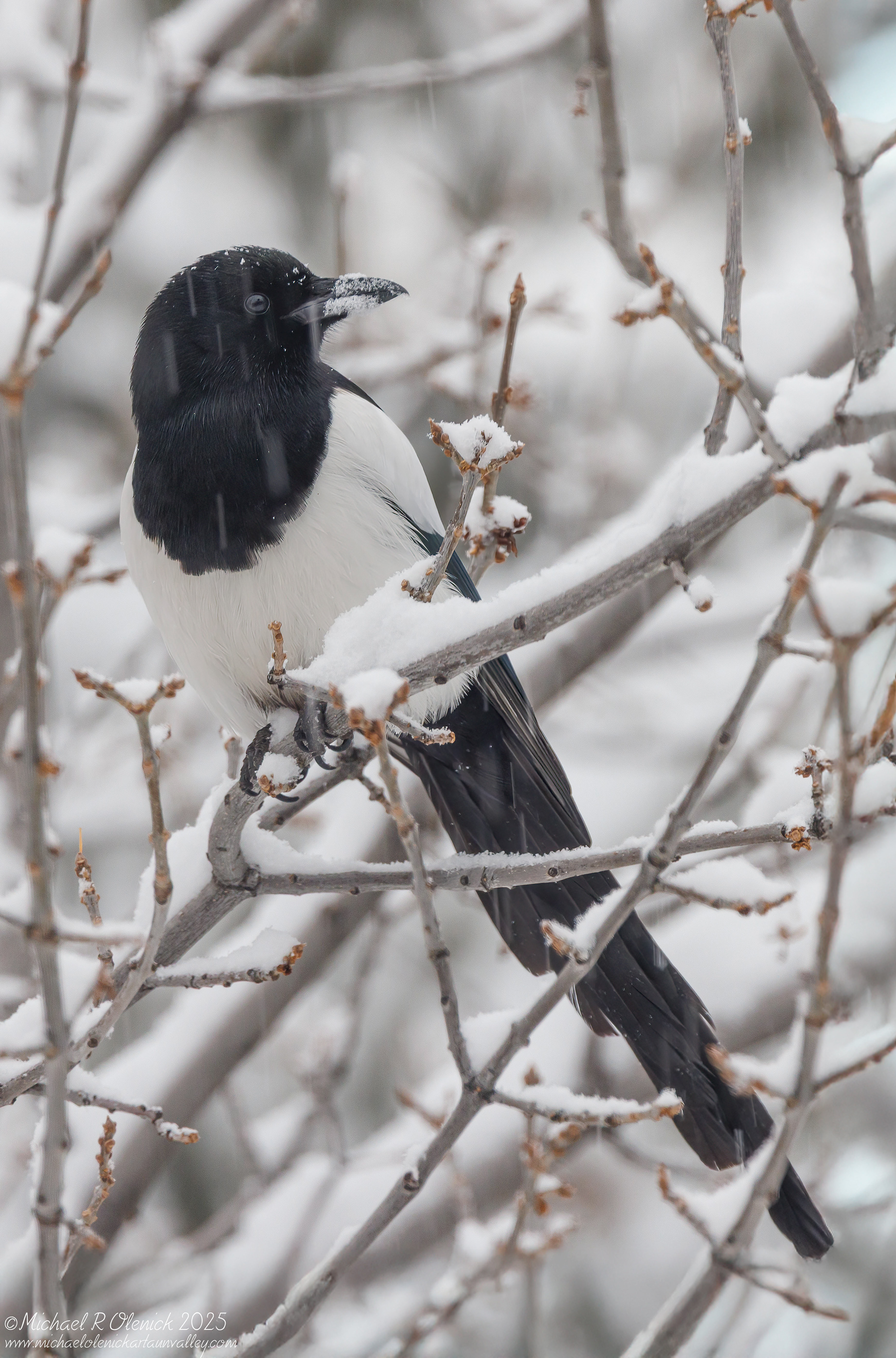 Black-billed Magpie