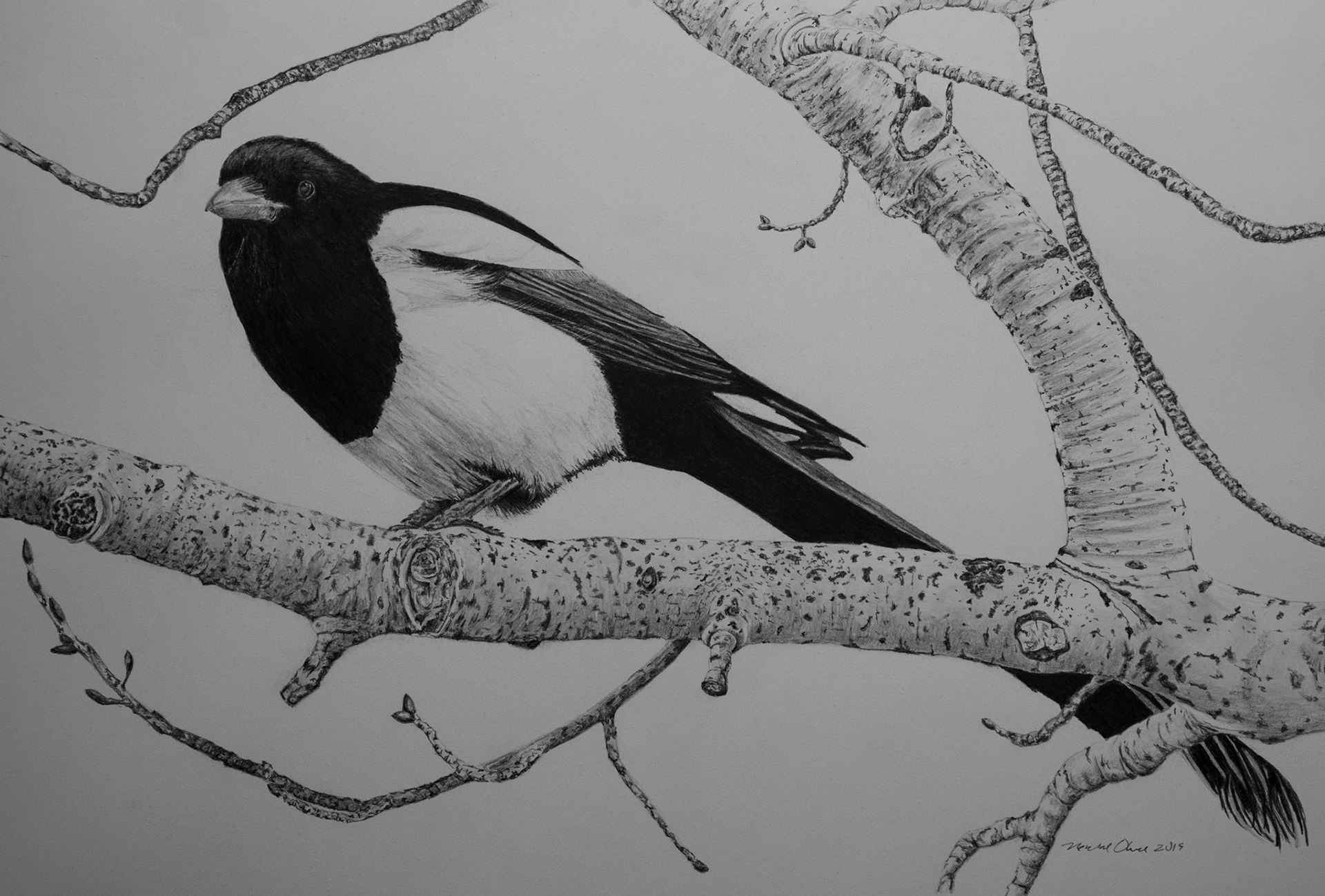 Black-billed Magpie (Sold)