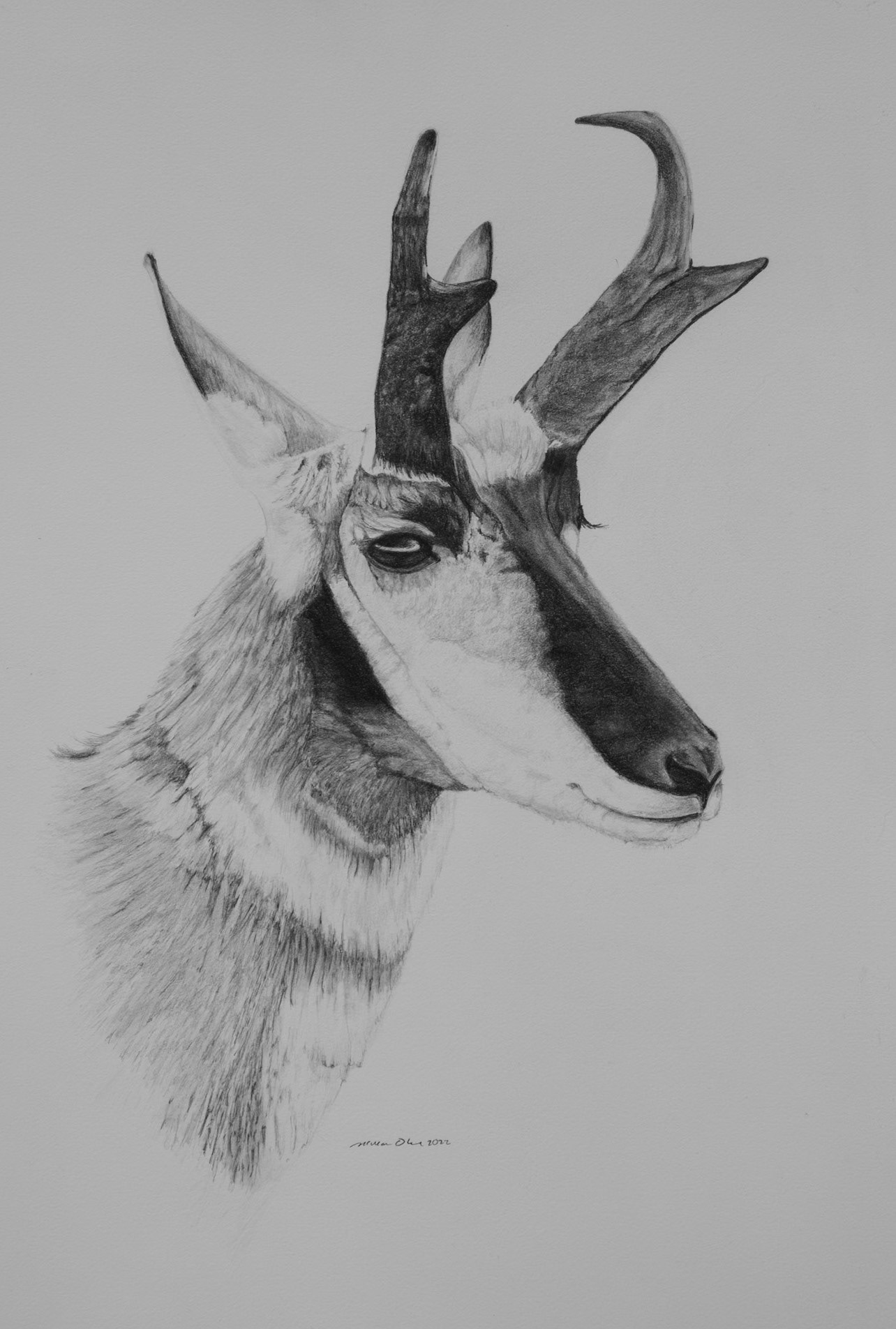 Pronghorn Buck