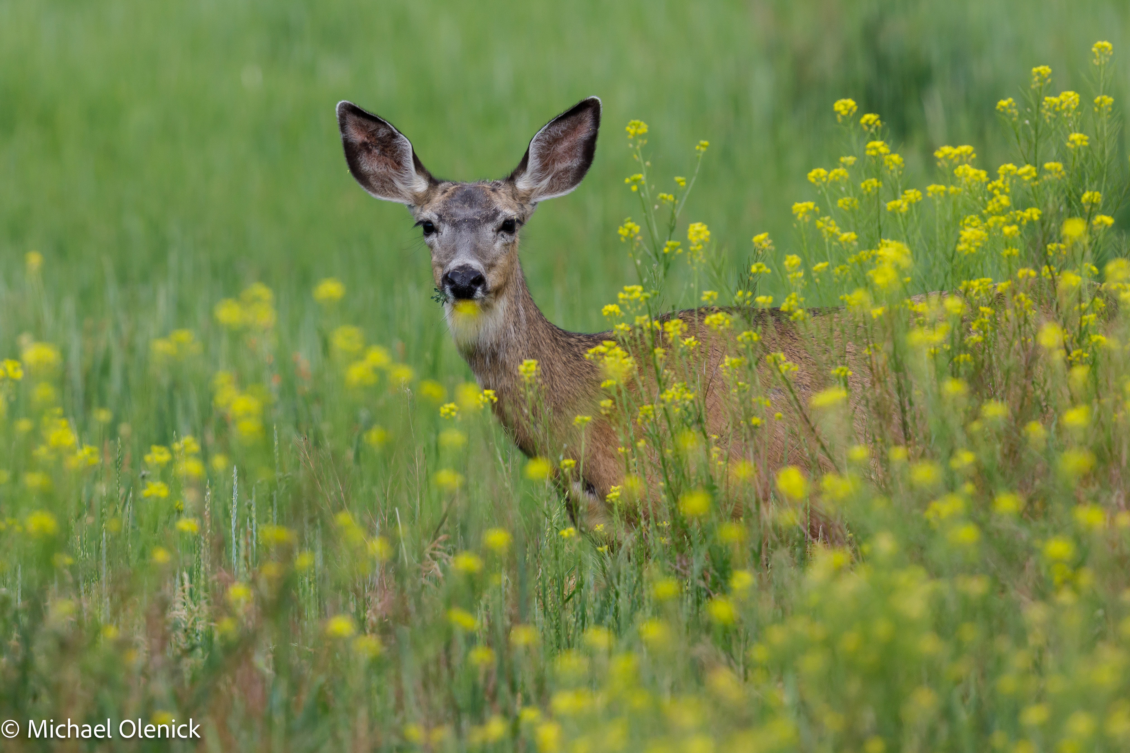 Mule Deer