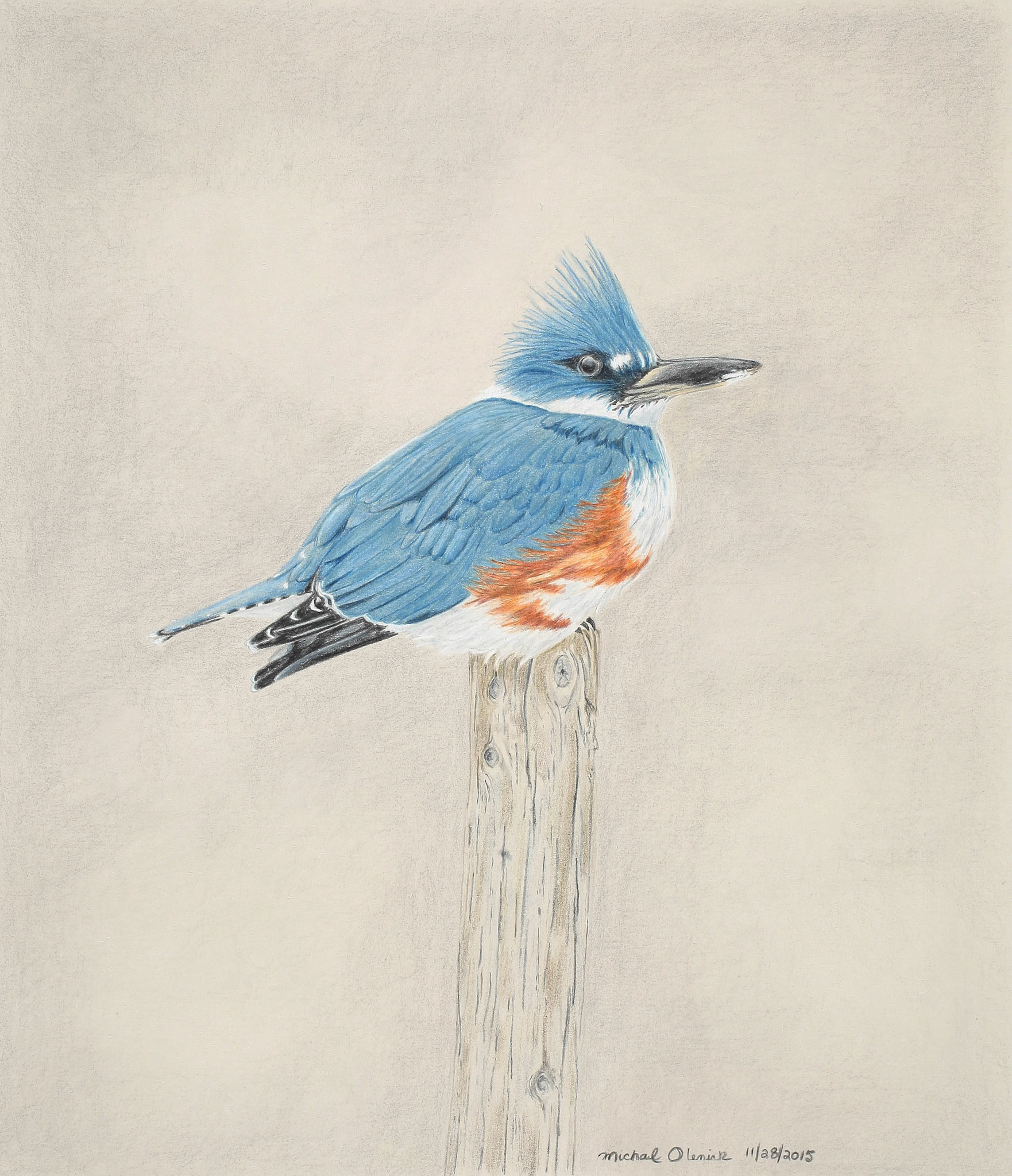 Belted Kingfisher (Sold)