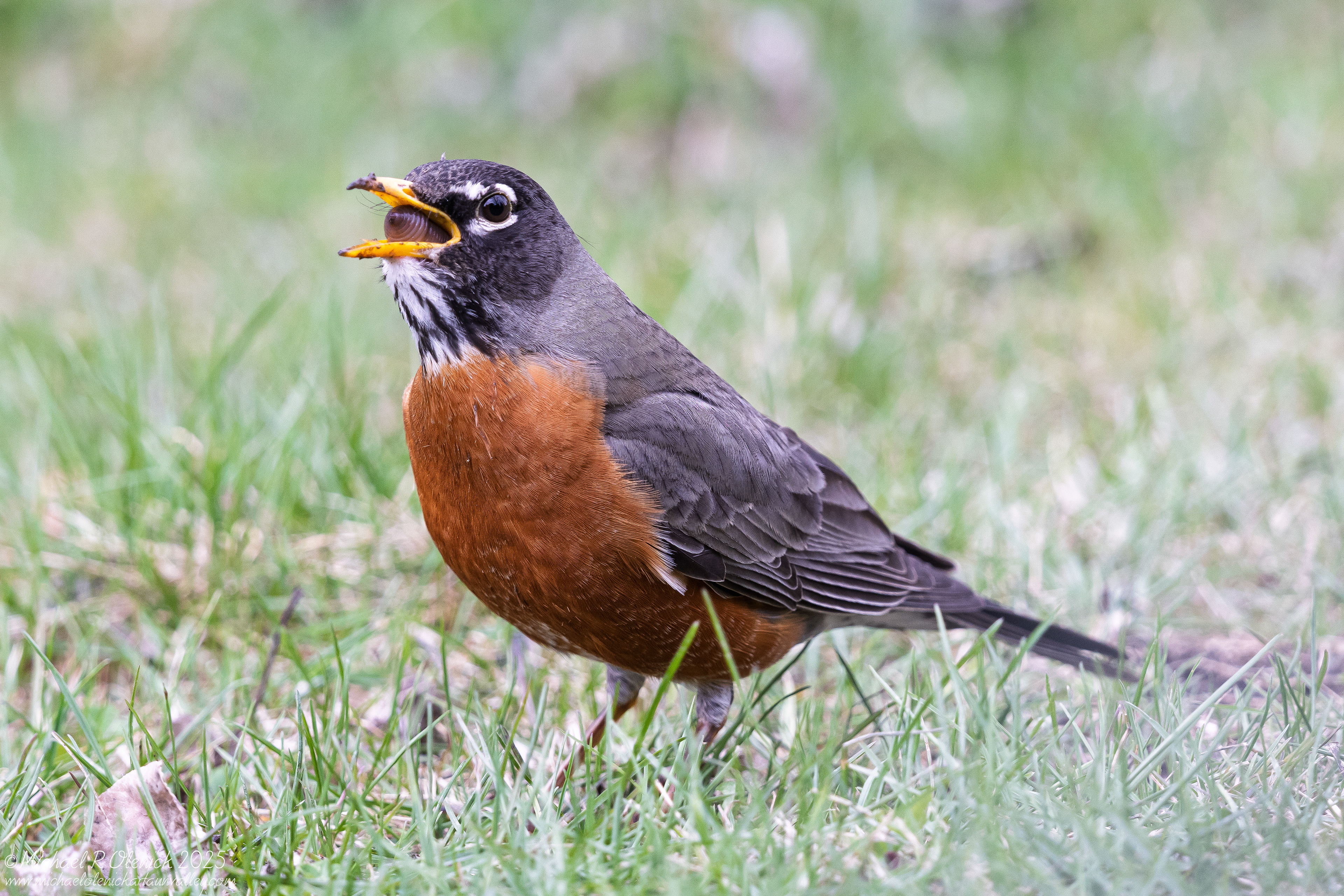 American Robin