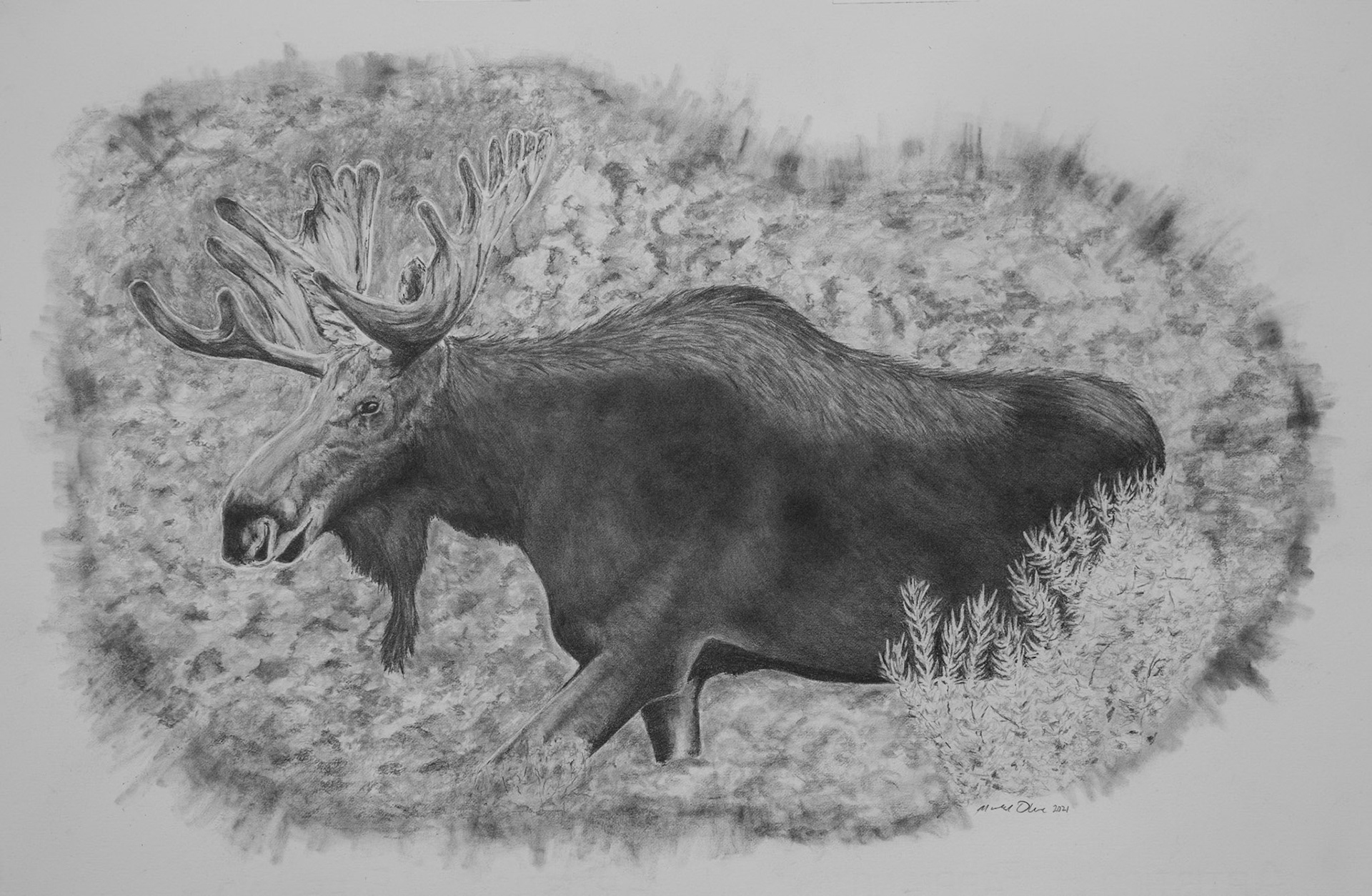 Bull Moose in Velvet