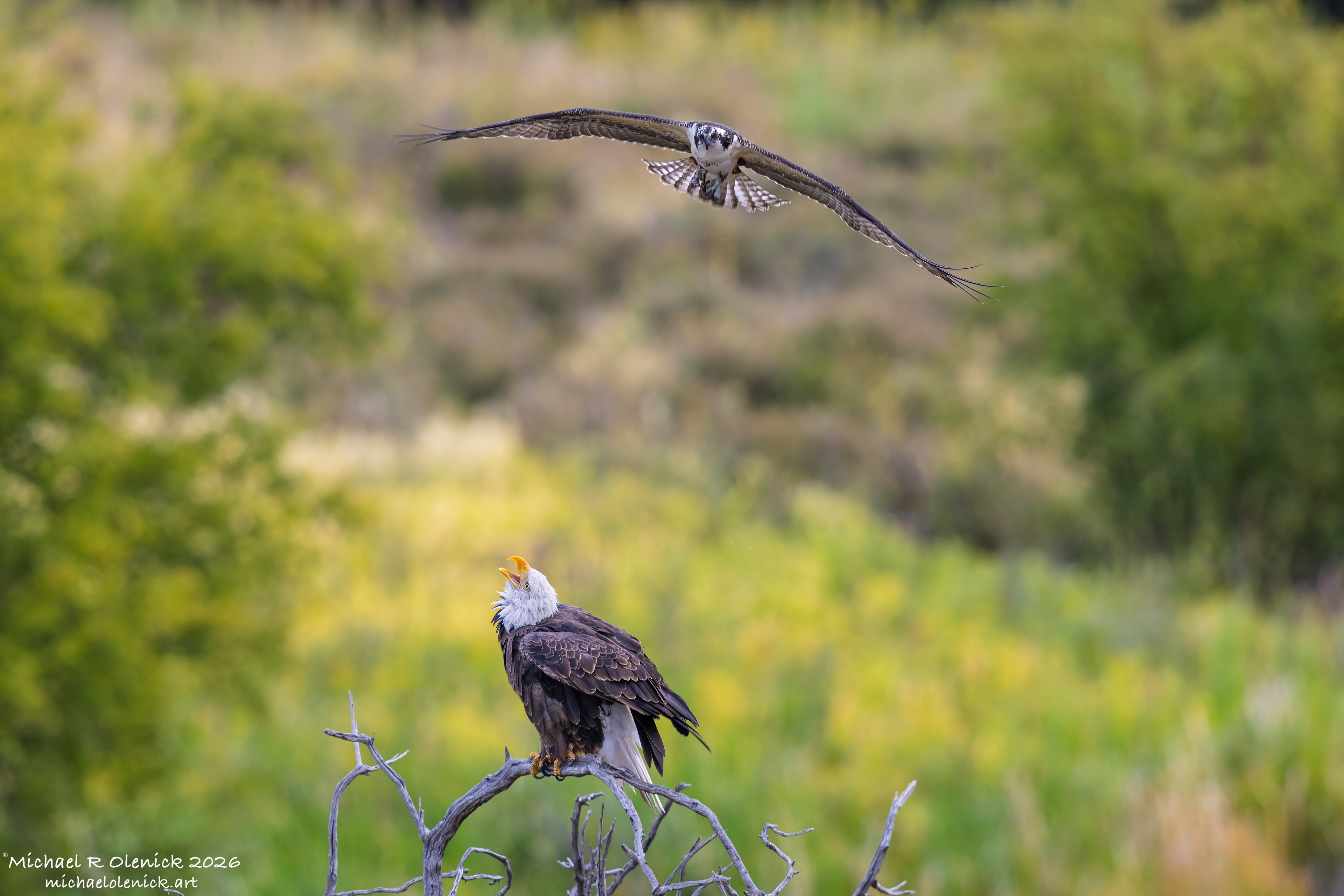 Bald Egle & Osprey