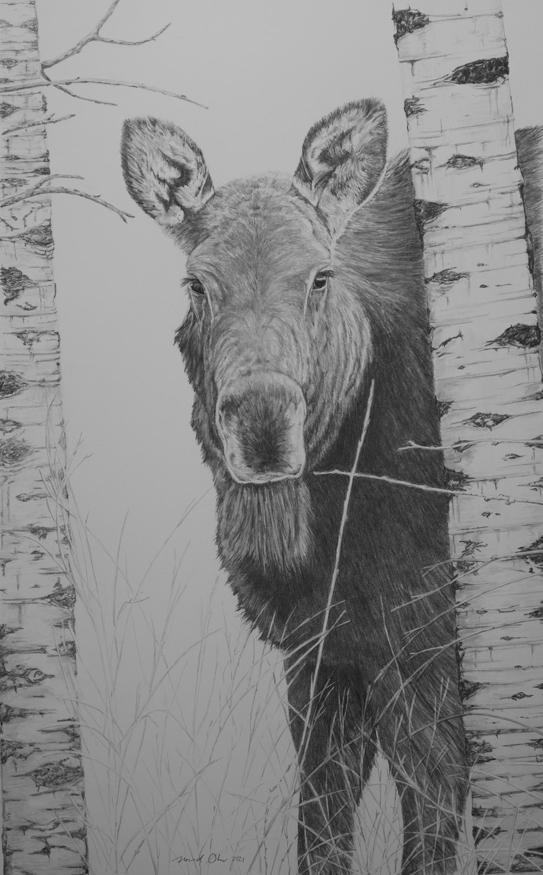 Cow Moose, Silver Creek