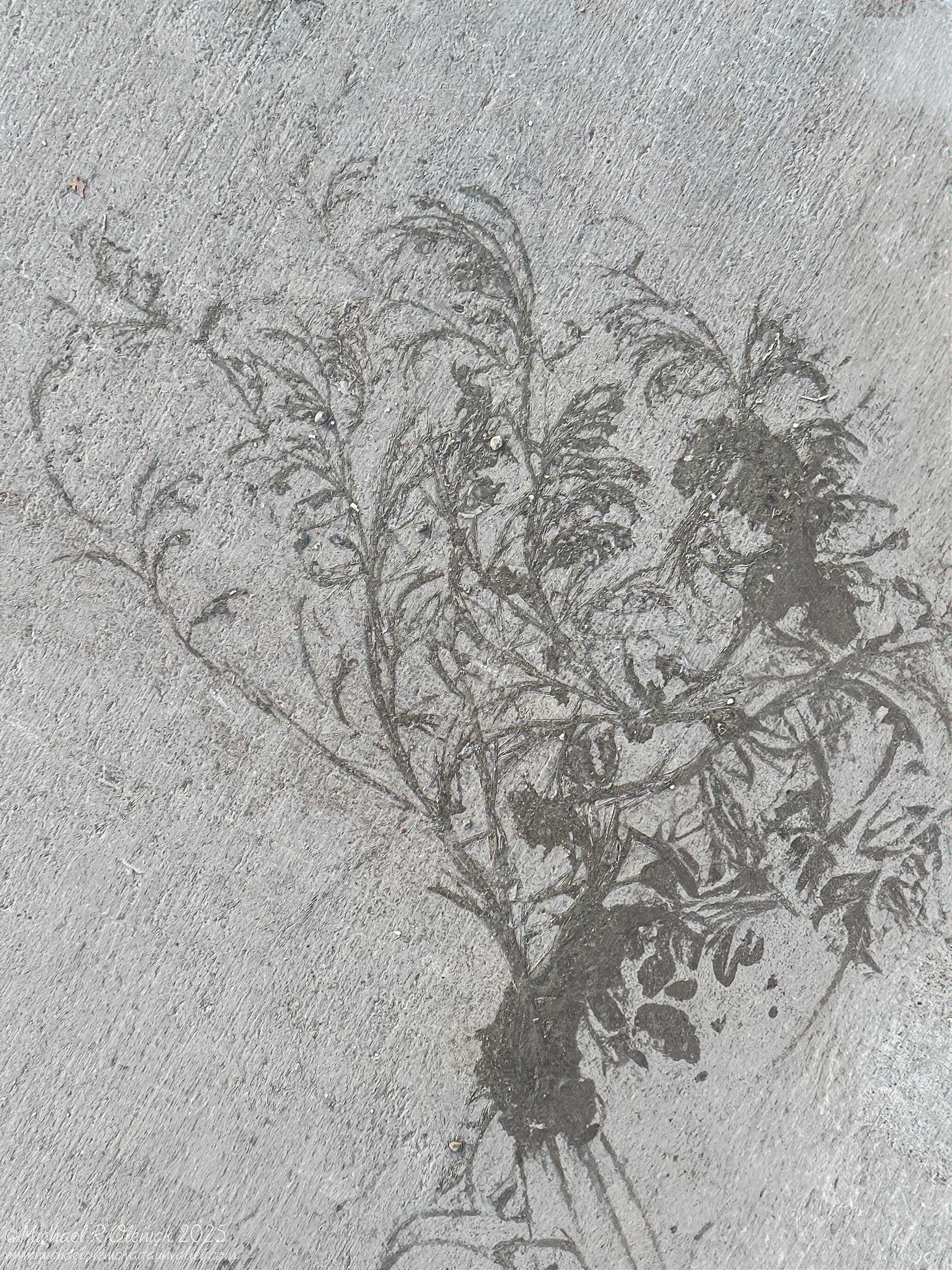 Ice Fractal on Sidewalk